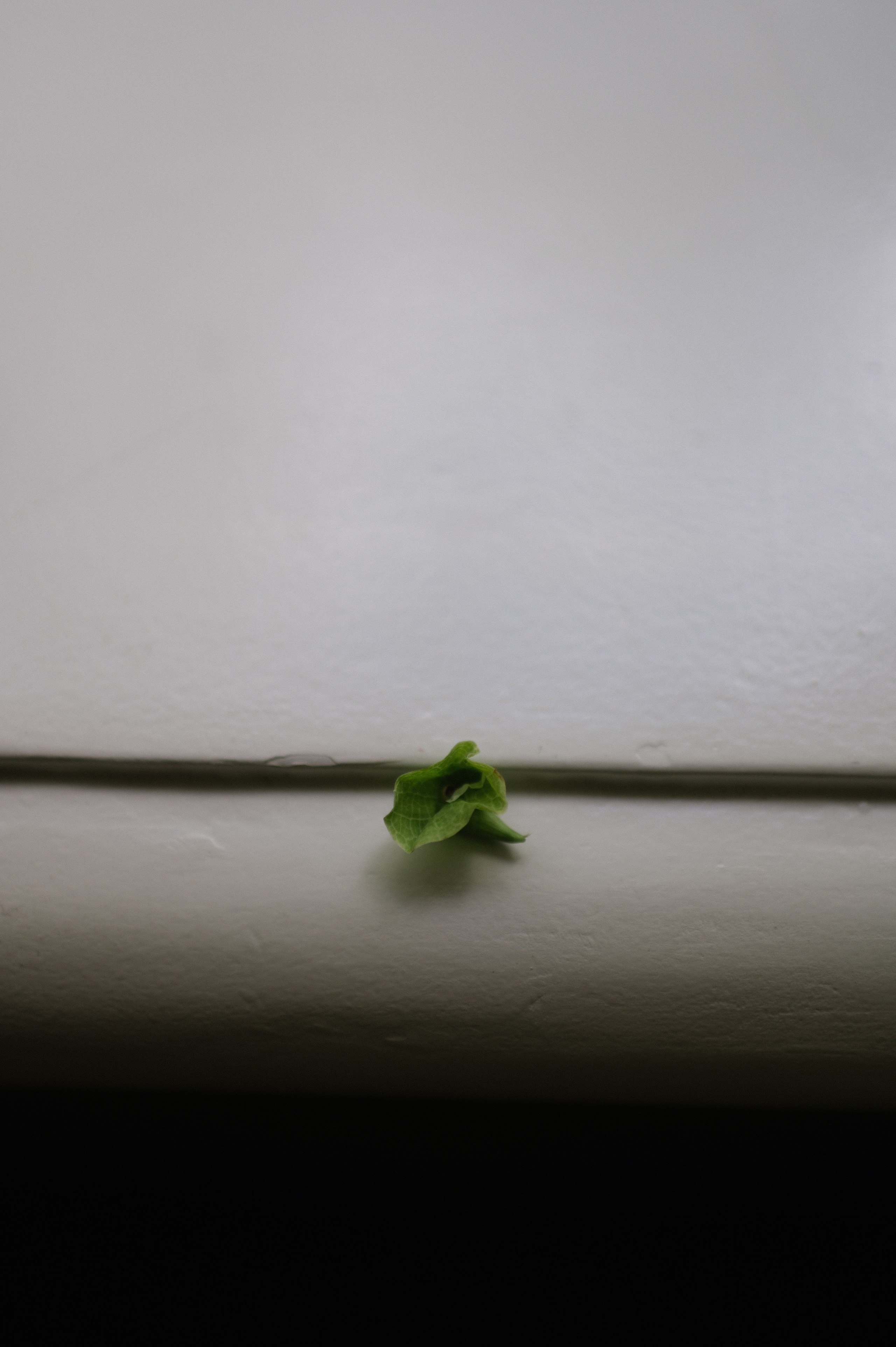 Никита & Катя. Оформление свадеб, декор свадеб Вера Маркова, Москва