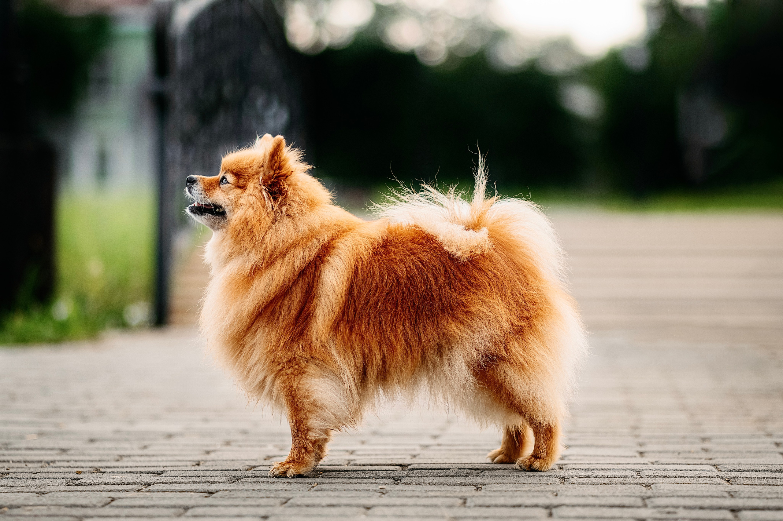 Джулия. Фотограф в Арсеньеве