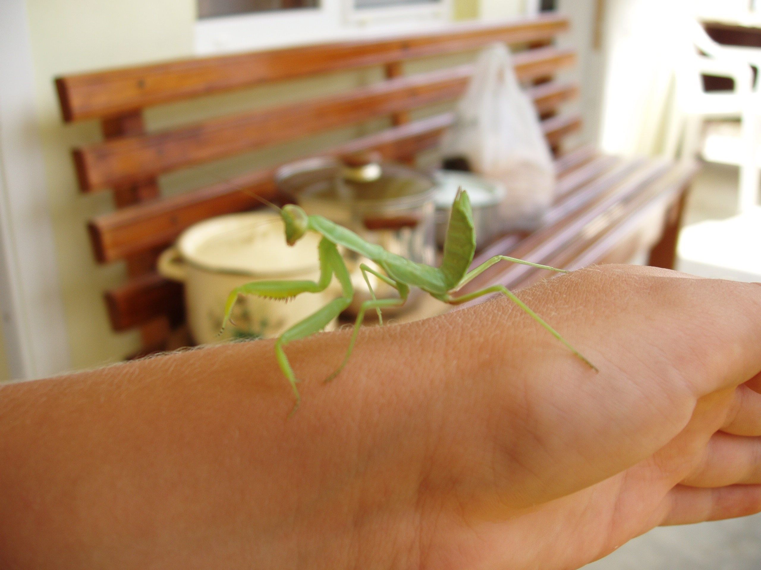 Отпуск 27.05-16.08. Семейный, Свадебный фотограф СПБ Питер— Романова Екатерина