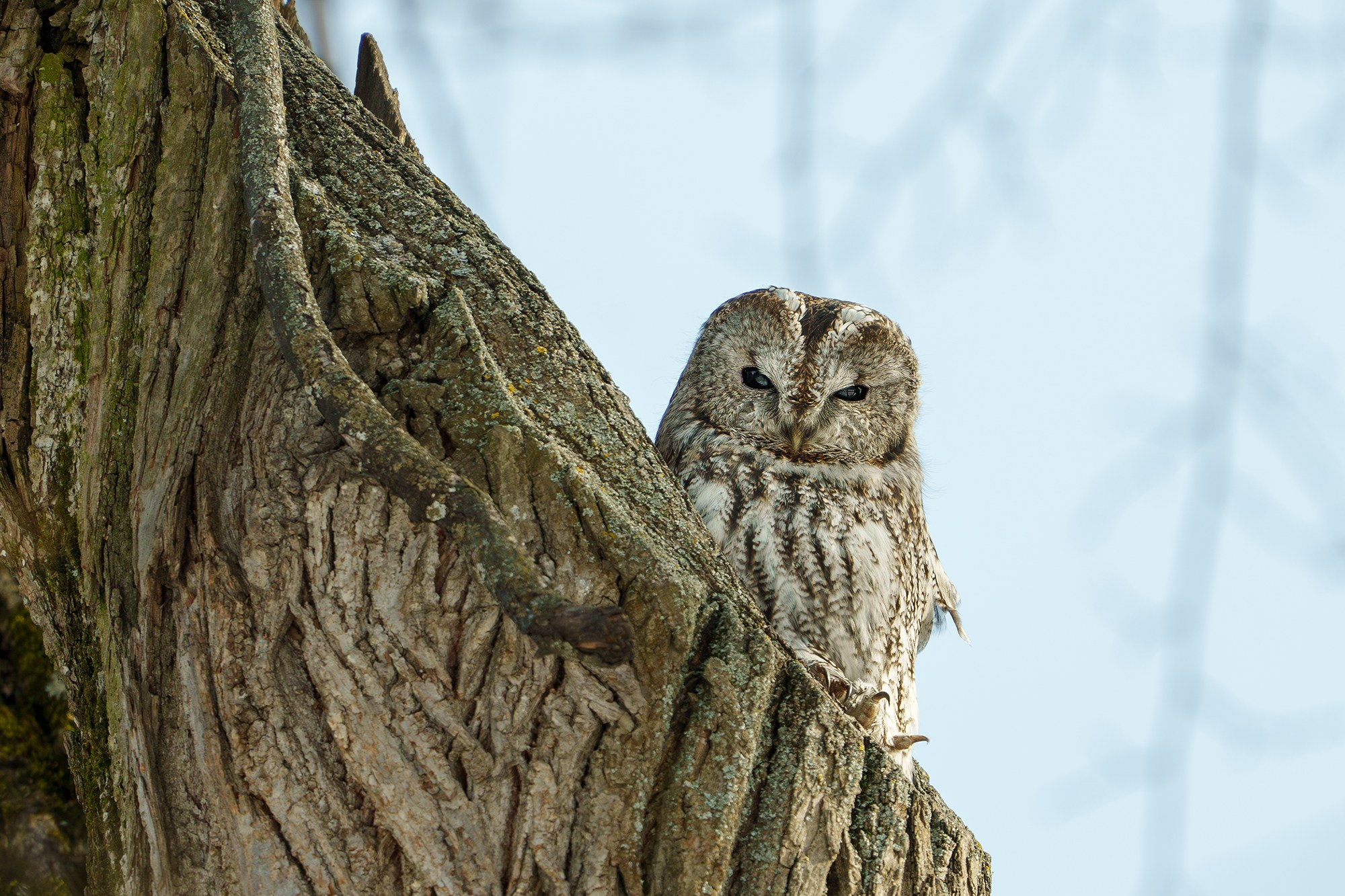 Удивительные мир птиц. Вокруг нас столько прекрасного — присмотритесь!. Ваш личный фотограф Марина Волкова