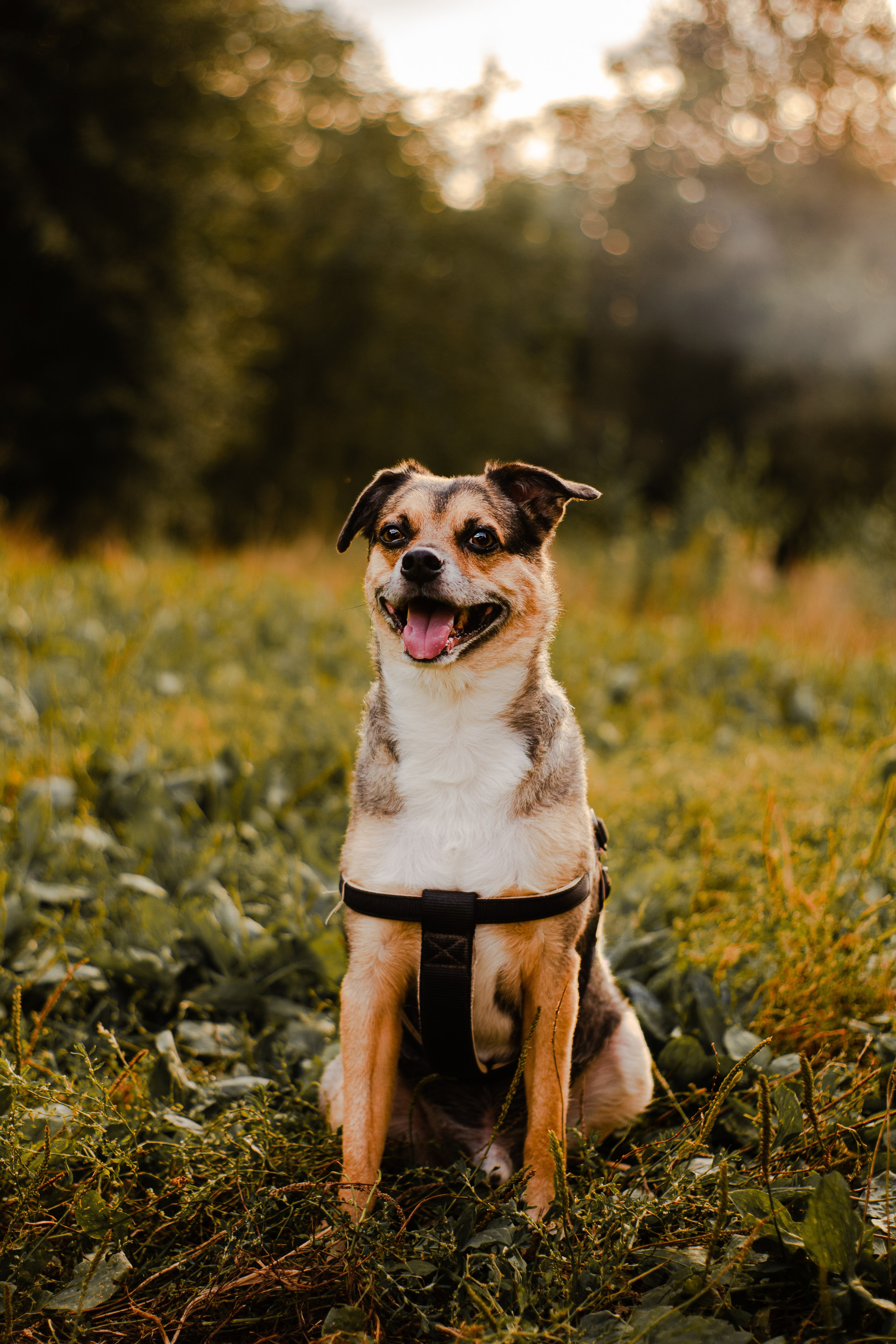 Виктория и Раф. Фотограф-анималист Мария Баркевич | Москва