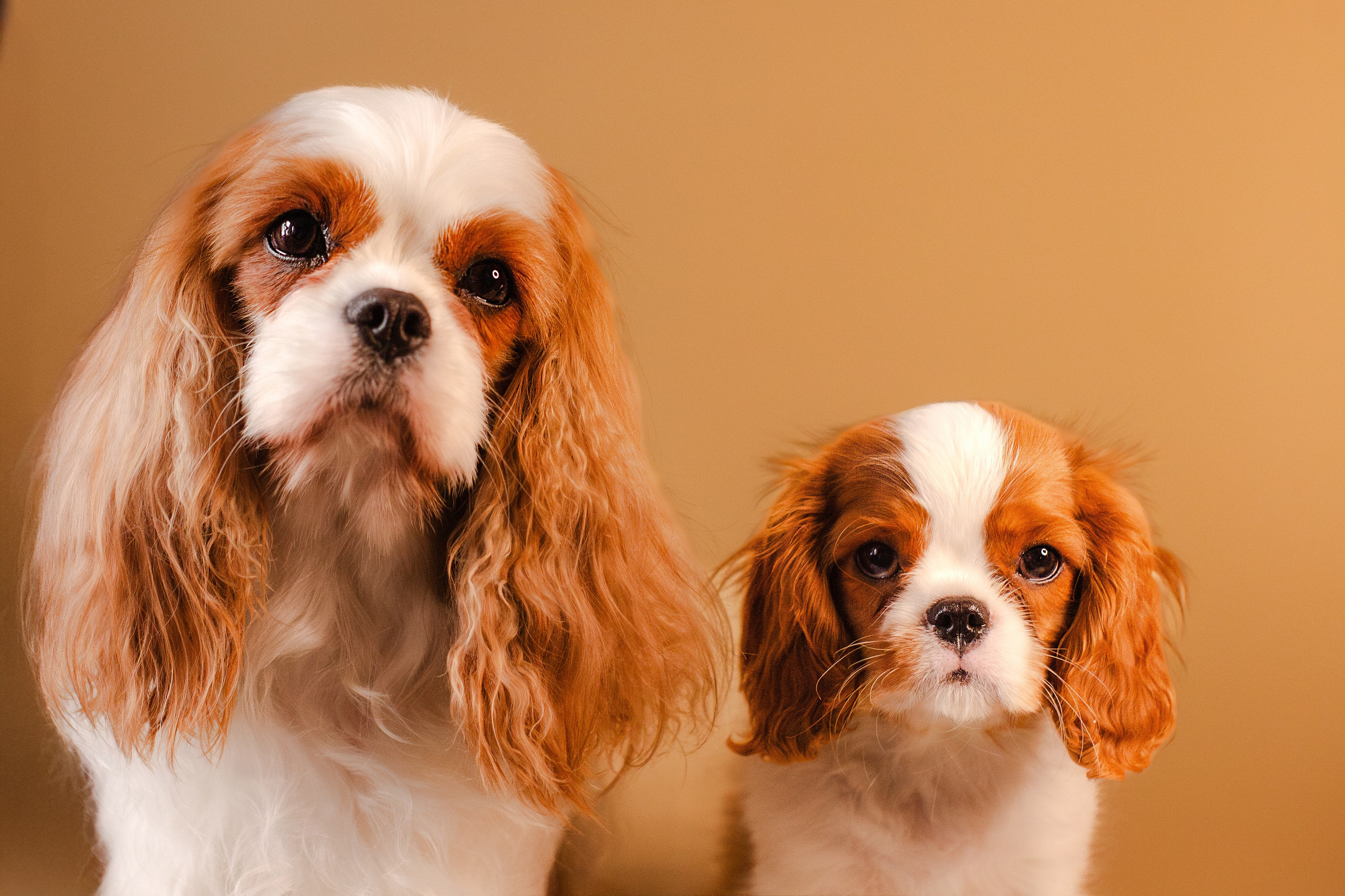 Жанна и кавалеры. Фотограф-анималист Мария Баркевич | Москва