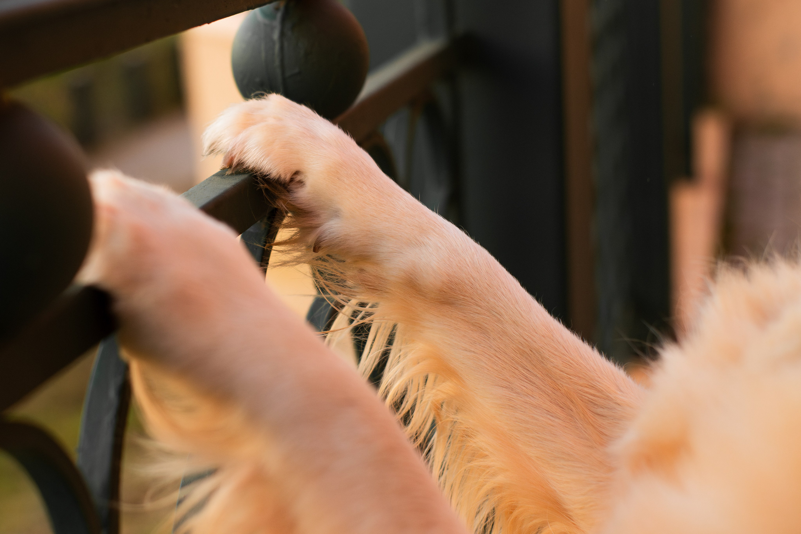 Юля и Мэй. Фотограф-анималист Мария Баркевич | Москва