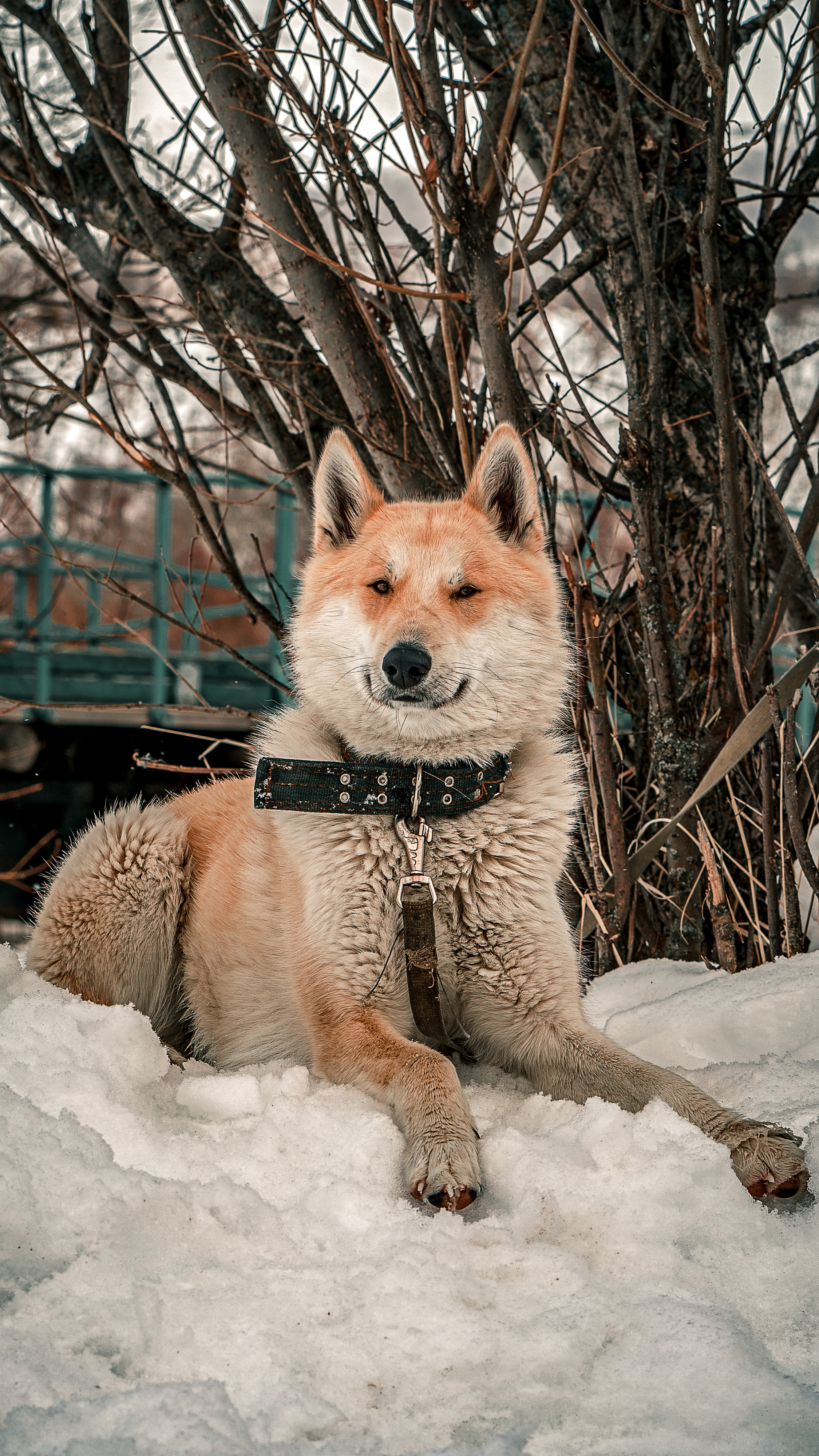 Эссо фото. Фотограф Ворошилов Дмитрий. Эссо. Камчатка