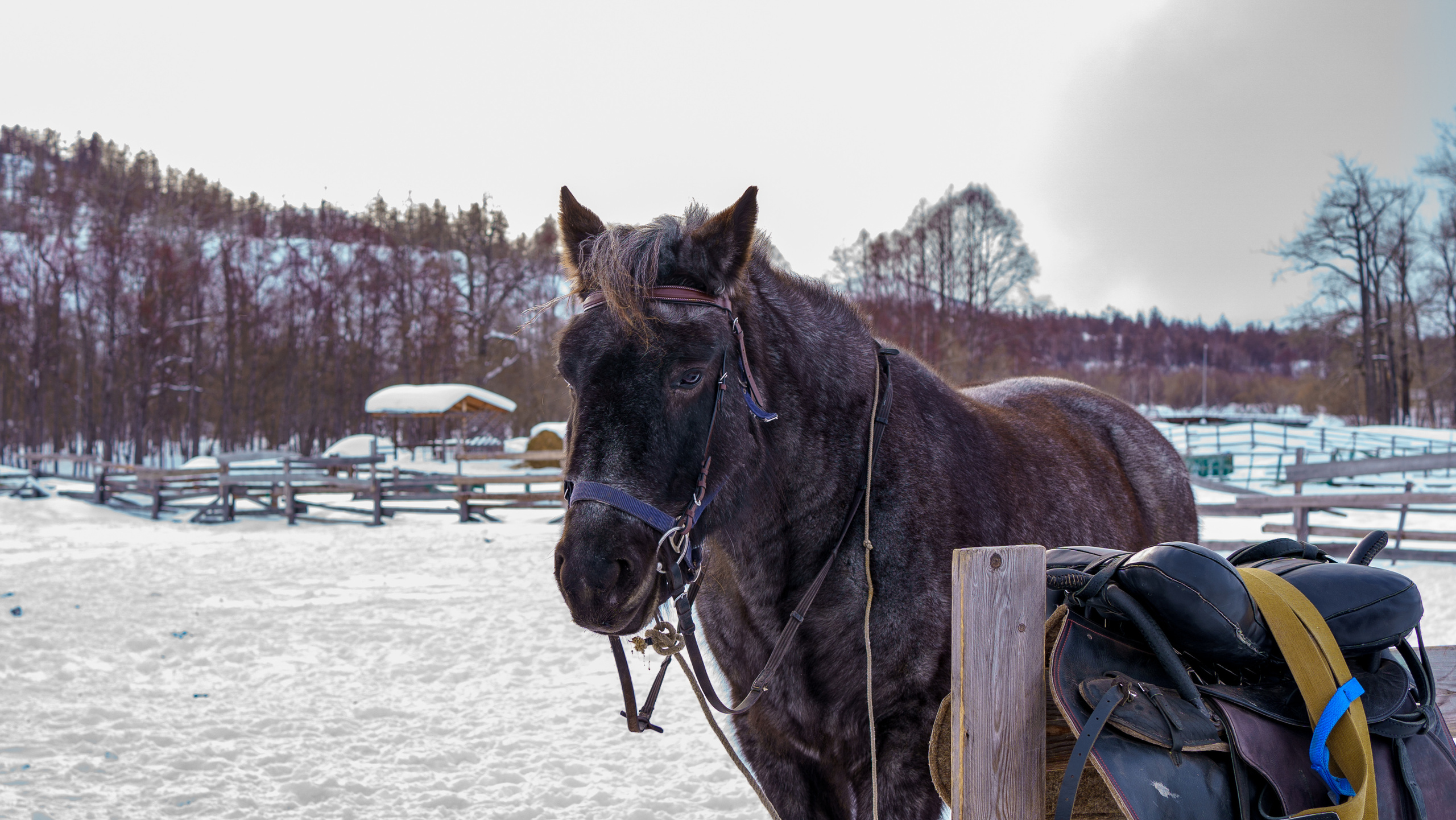 Эссо в лицах. Фотограф Ворошилов Дмитрий. Эссо. Камчатка
