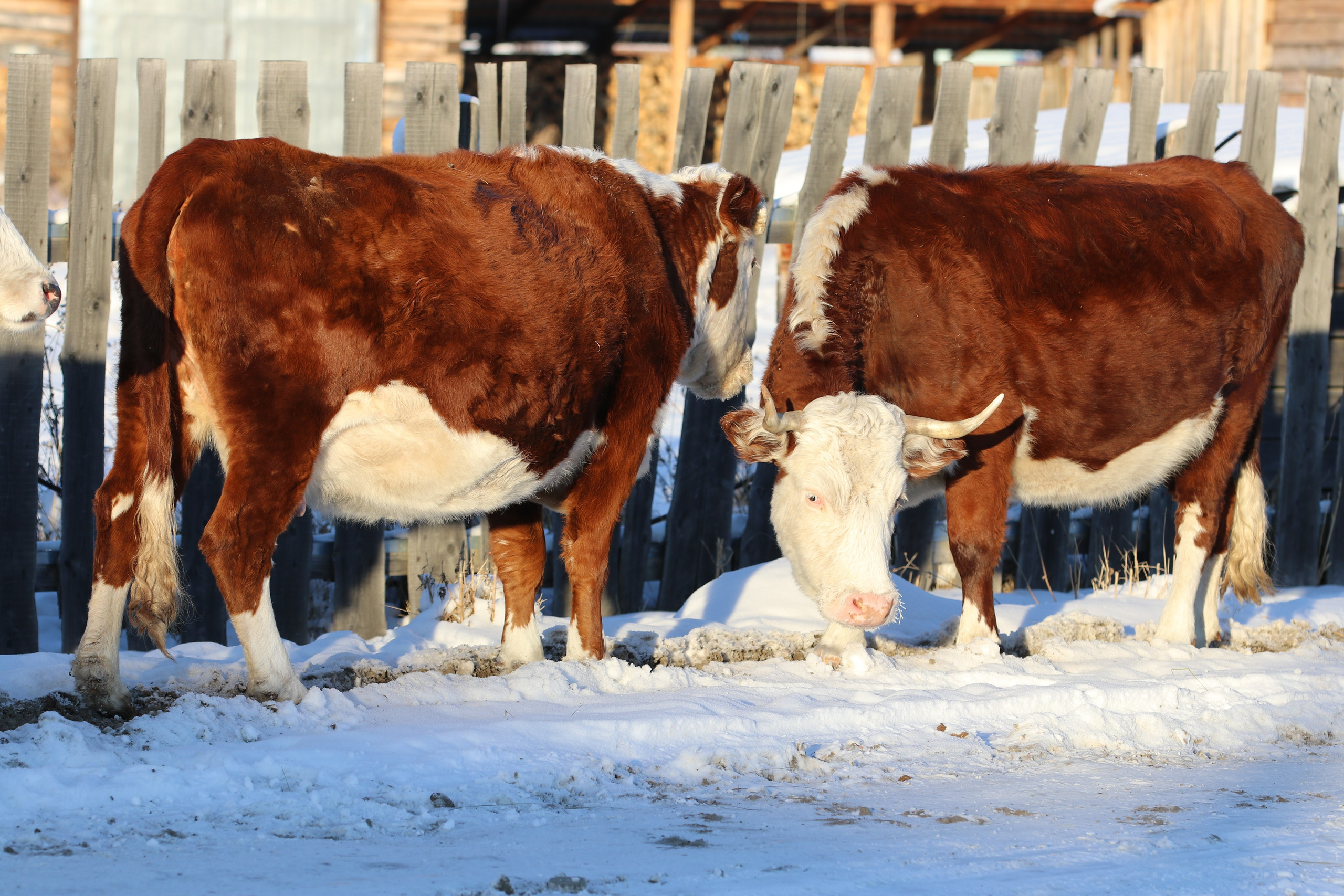 Аршан. Январь 2022. Путешественник-фотограф из Санкт-Петербурга Татьяна Свистулина