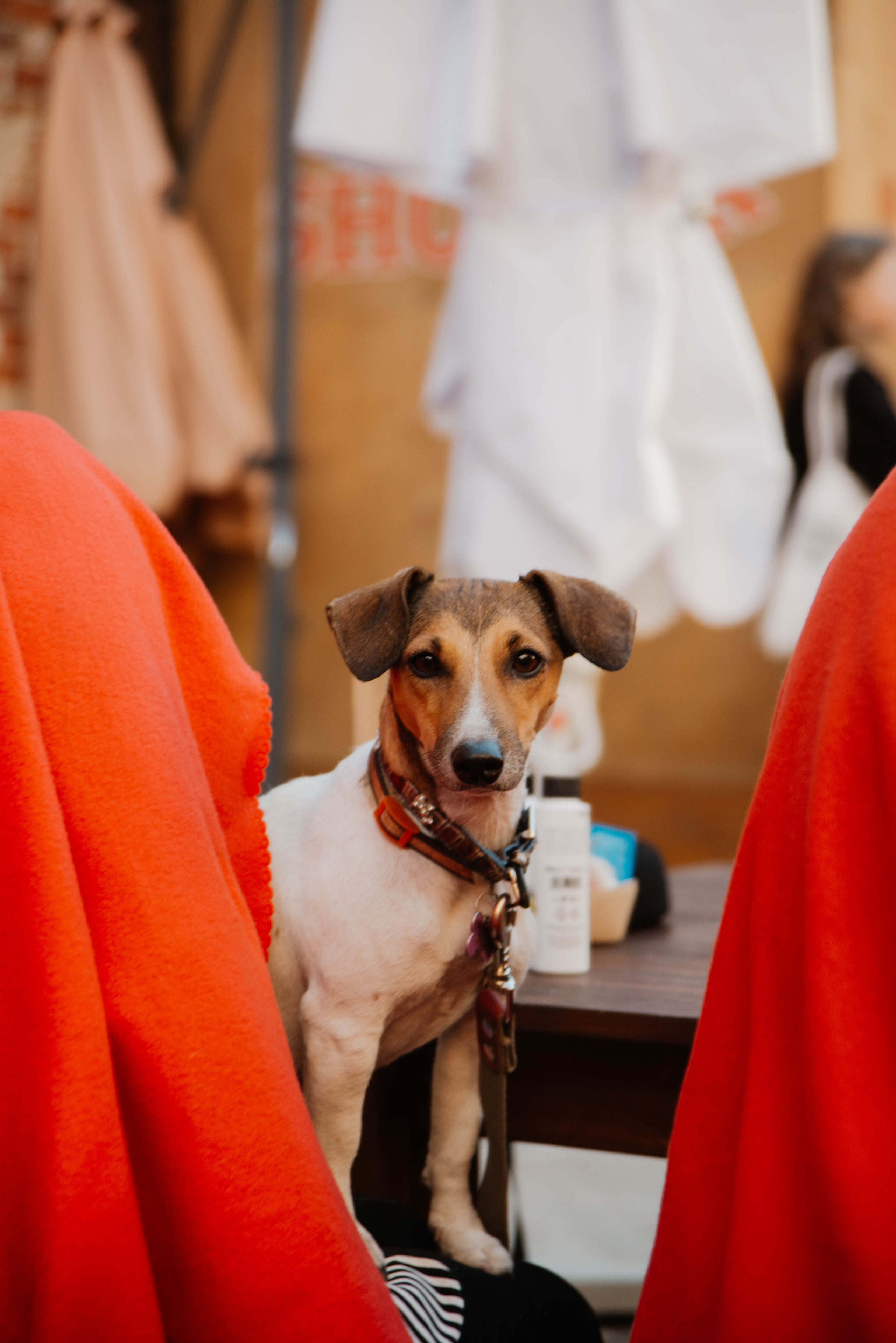 Дог-вечеринка на летнике «Кутёж». Ксения Glossa. Портретный и репортажный фотограф в Самаре