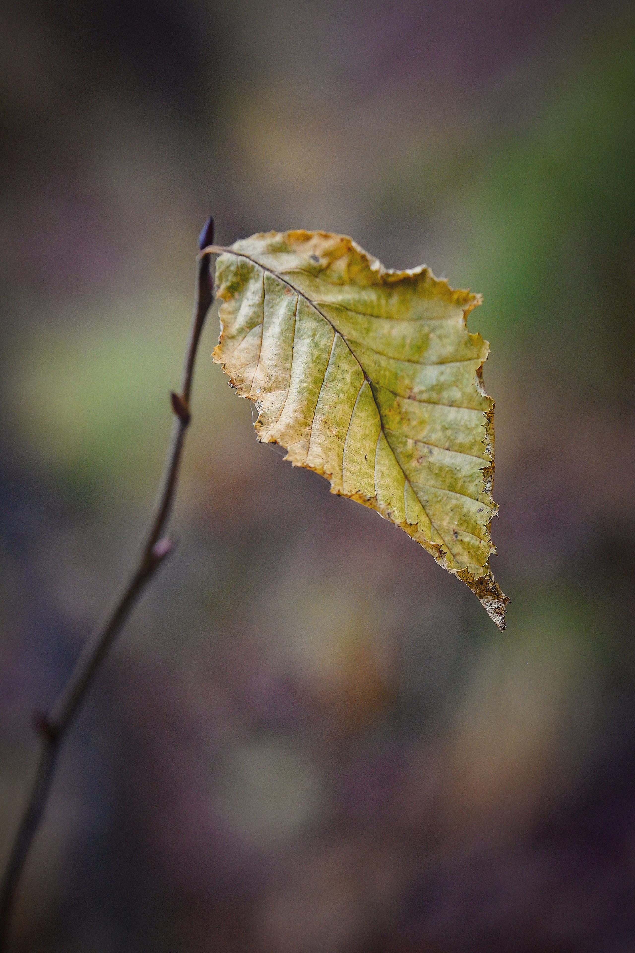 Осень. FotoGraf