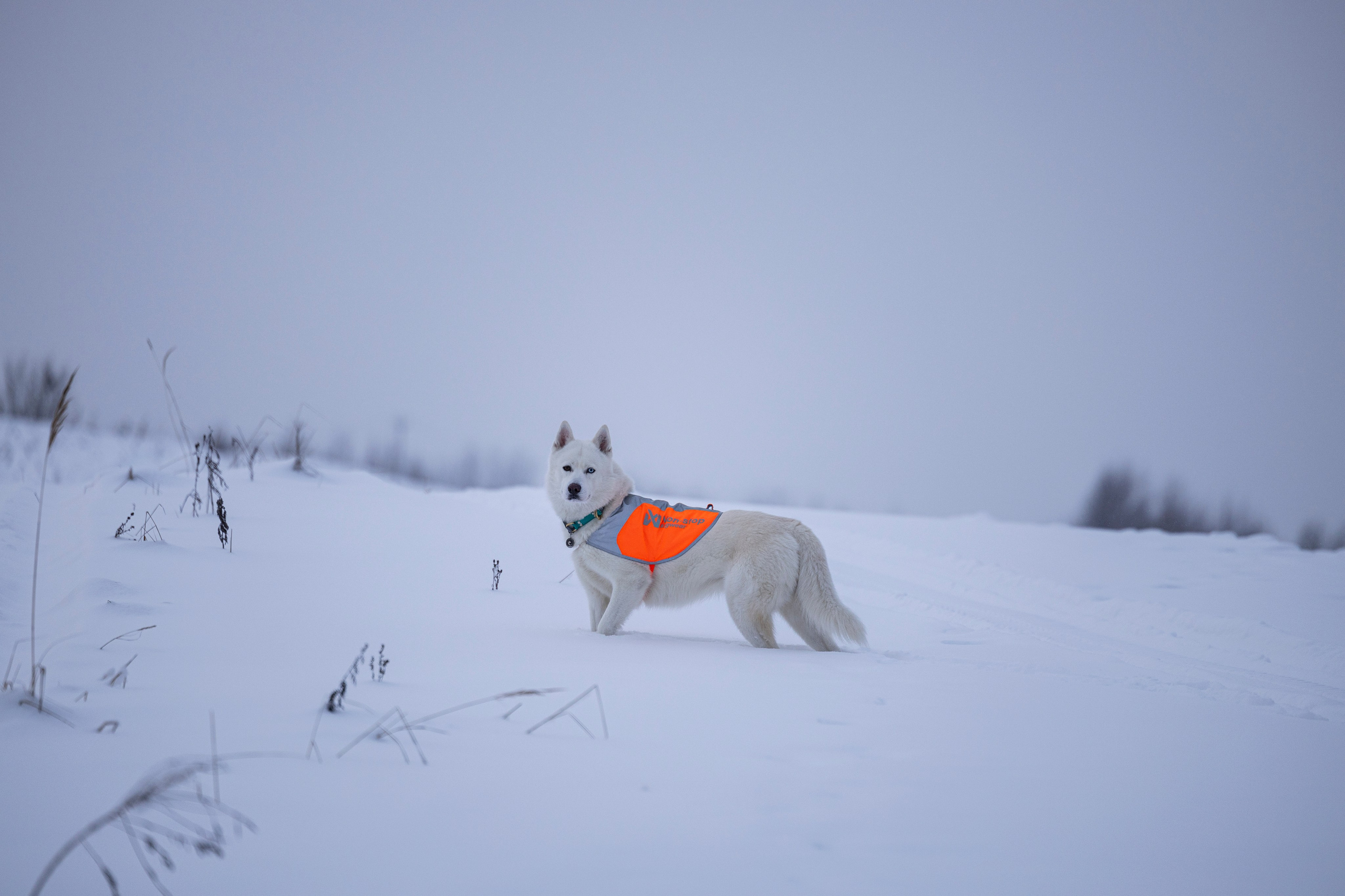 Рики и Гаруда. Фотограф-анималист Анна Маринич