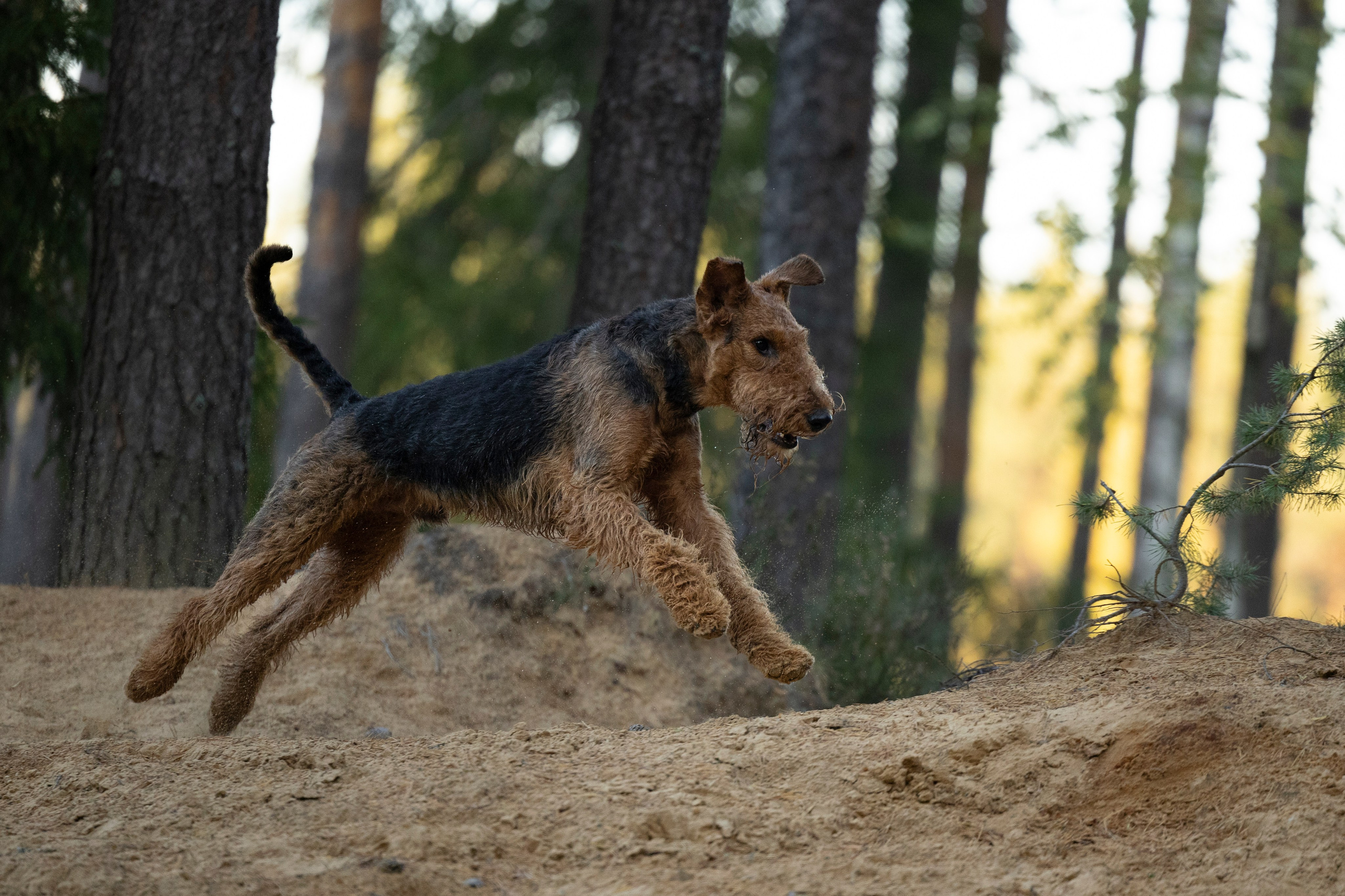 Харди. Фотограф-анималист Анна Маринич