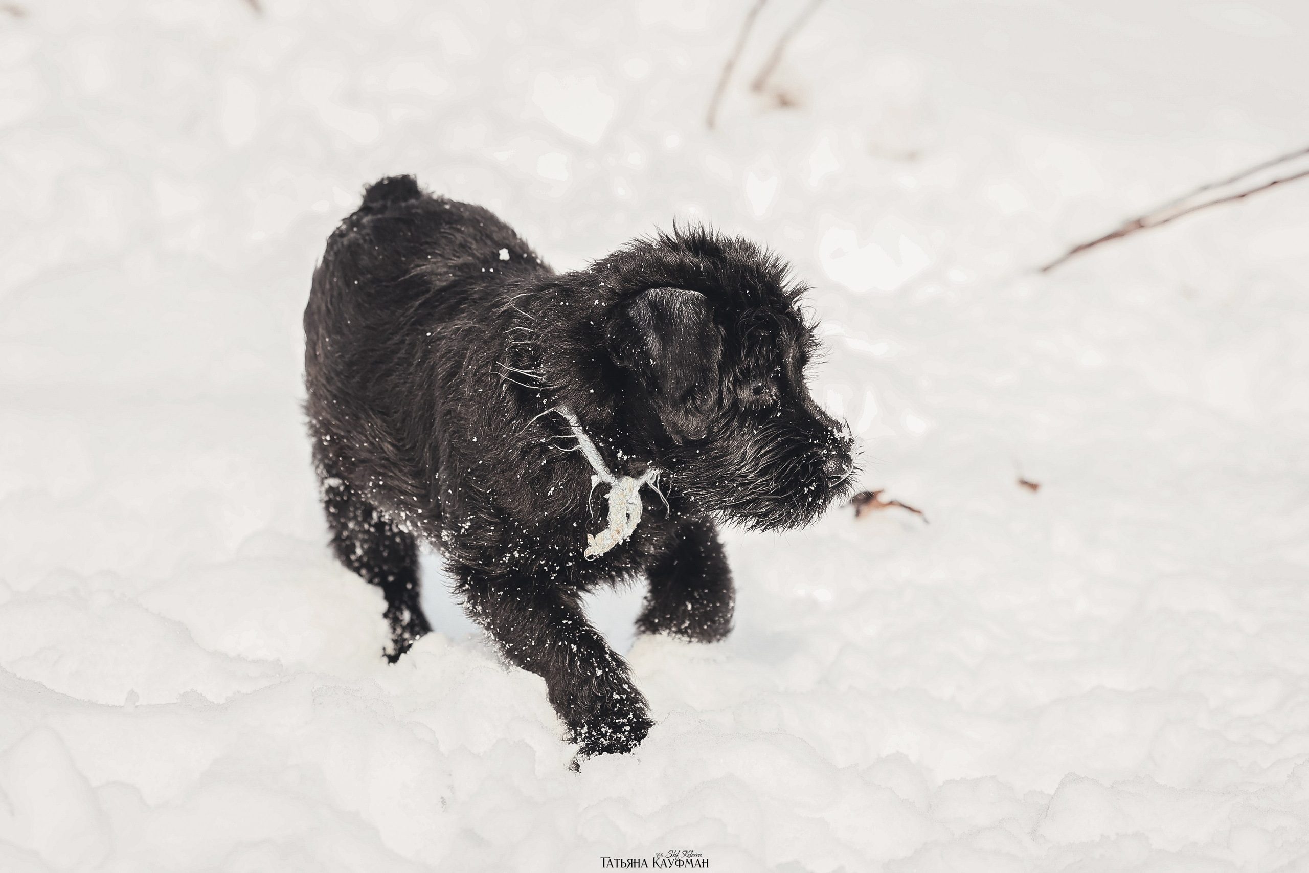 Ризеншнауцер, щенки ризеншнауцера, купить ризеншнауцера, купить щенка, ризеншнауцер Новосибирск, фотосъемка щенков, фотосессия собак, заказать фотосессию, фотографии щенков, сфотографировать щенка, фотограф Анималист, фотограф собак Новосибирск, фотограф анималист Новосибирск
