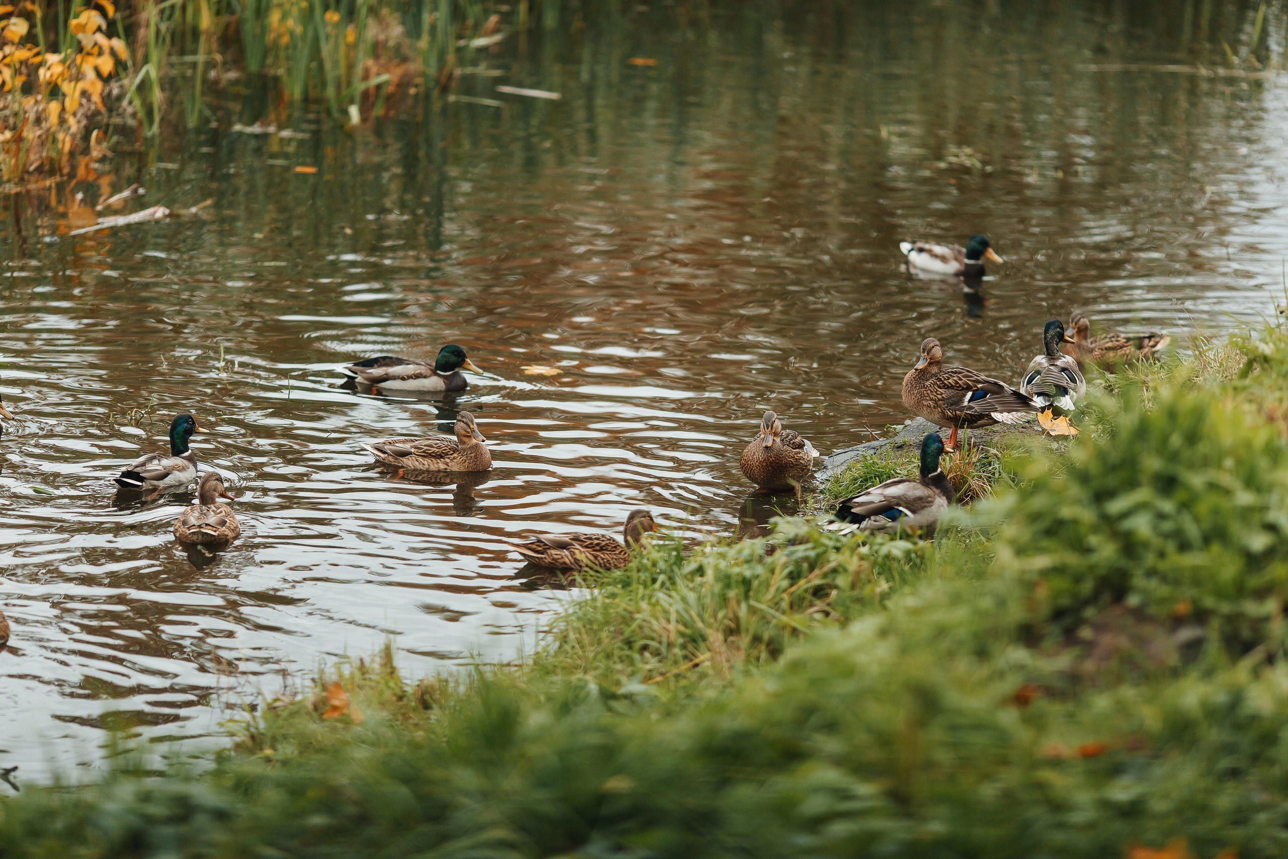 Семейная фотосессия. Свадебный фотограф Ярославль Ирина Волоцкая