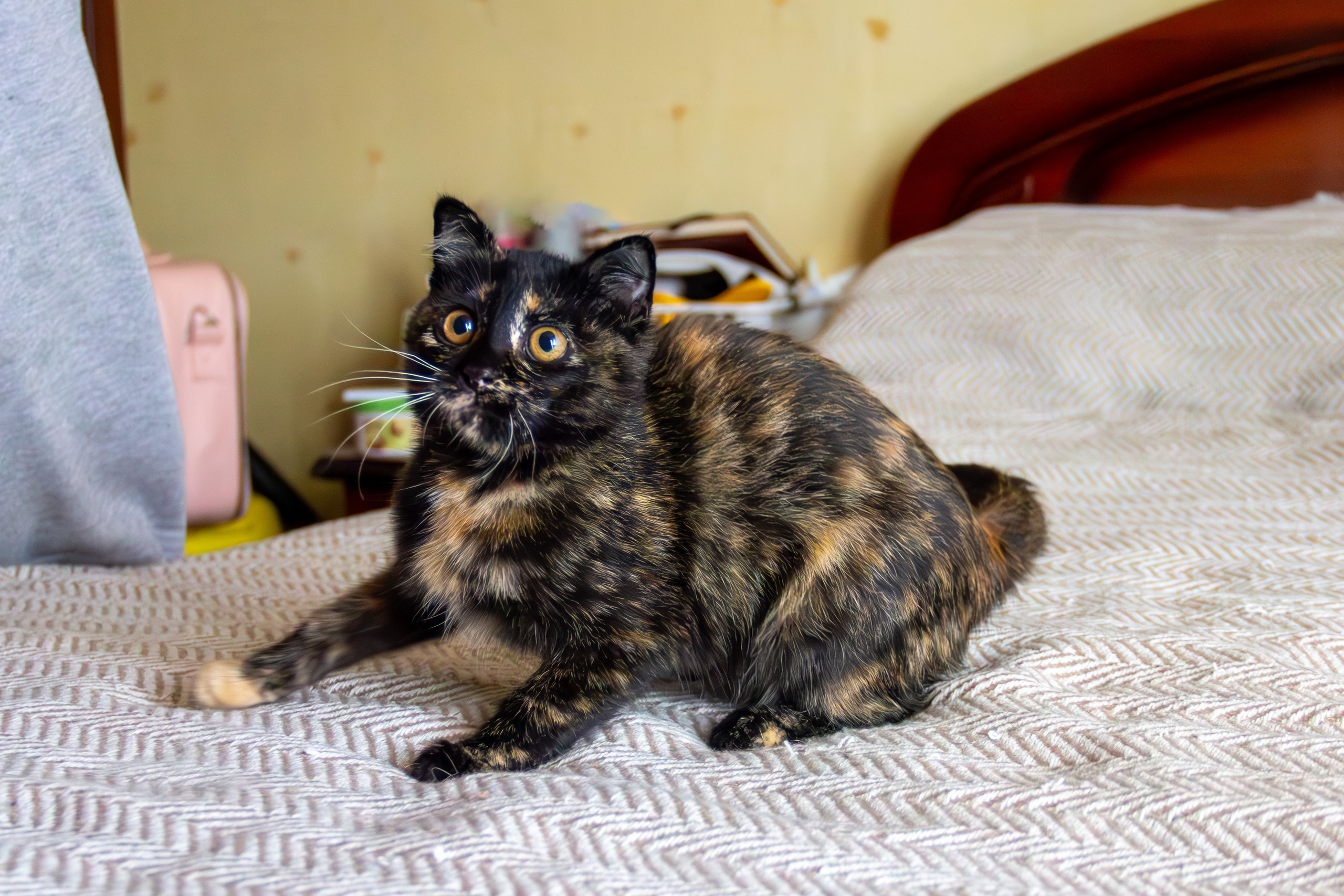 Котёнок Соня. Фотозаметки Лины Юговой | фотограф-анималист