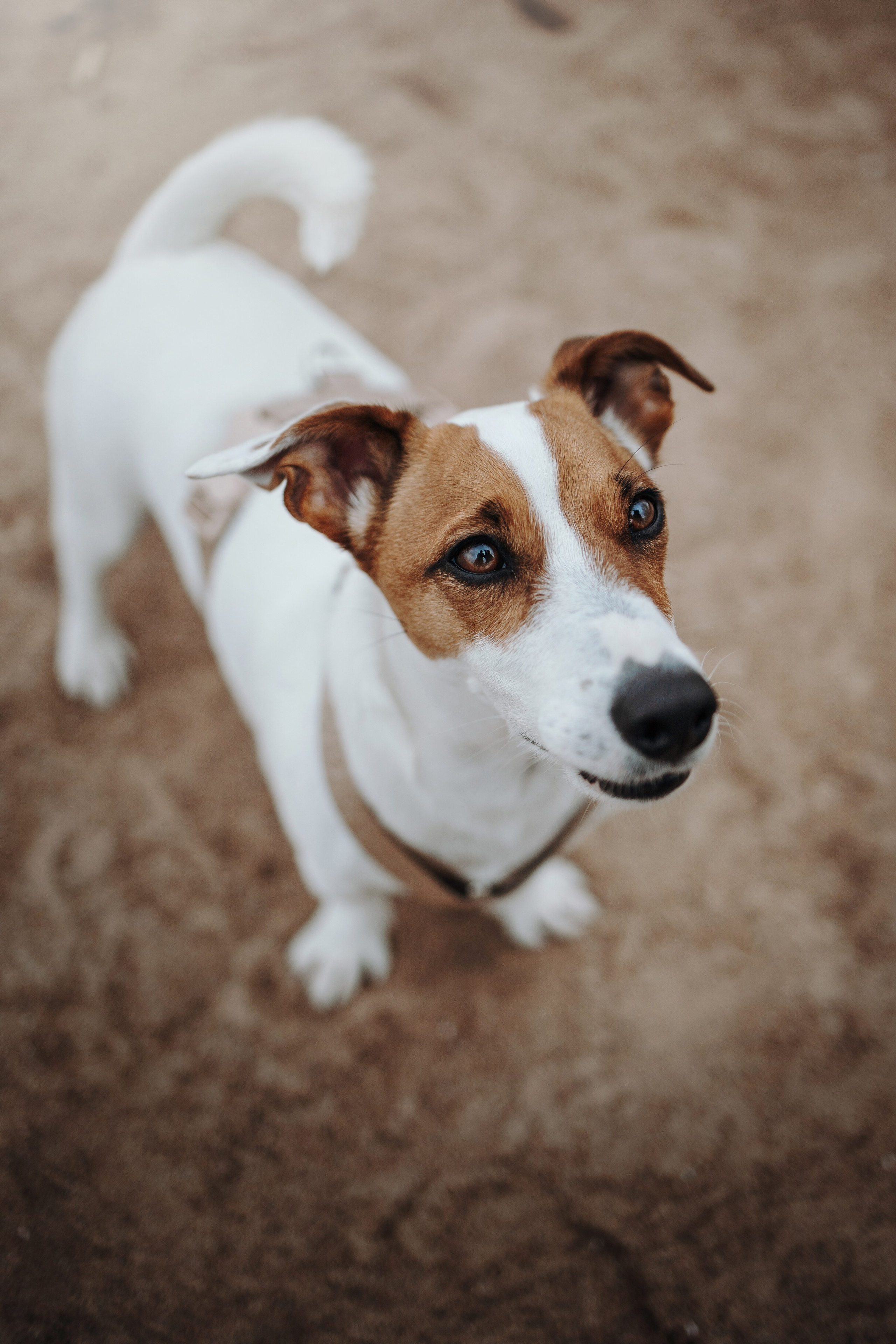 Саша и Джеки. Фотограф — Анималист | Санкт-Петербург