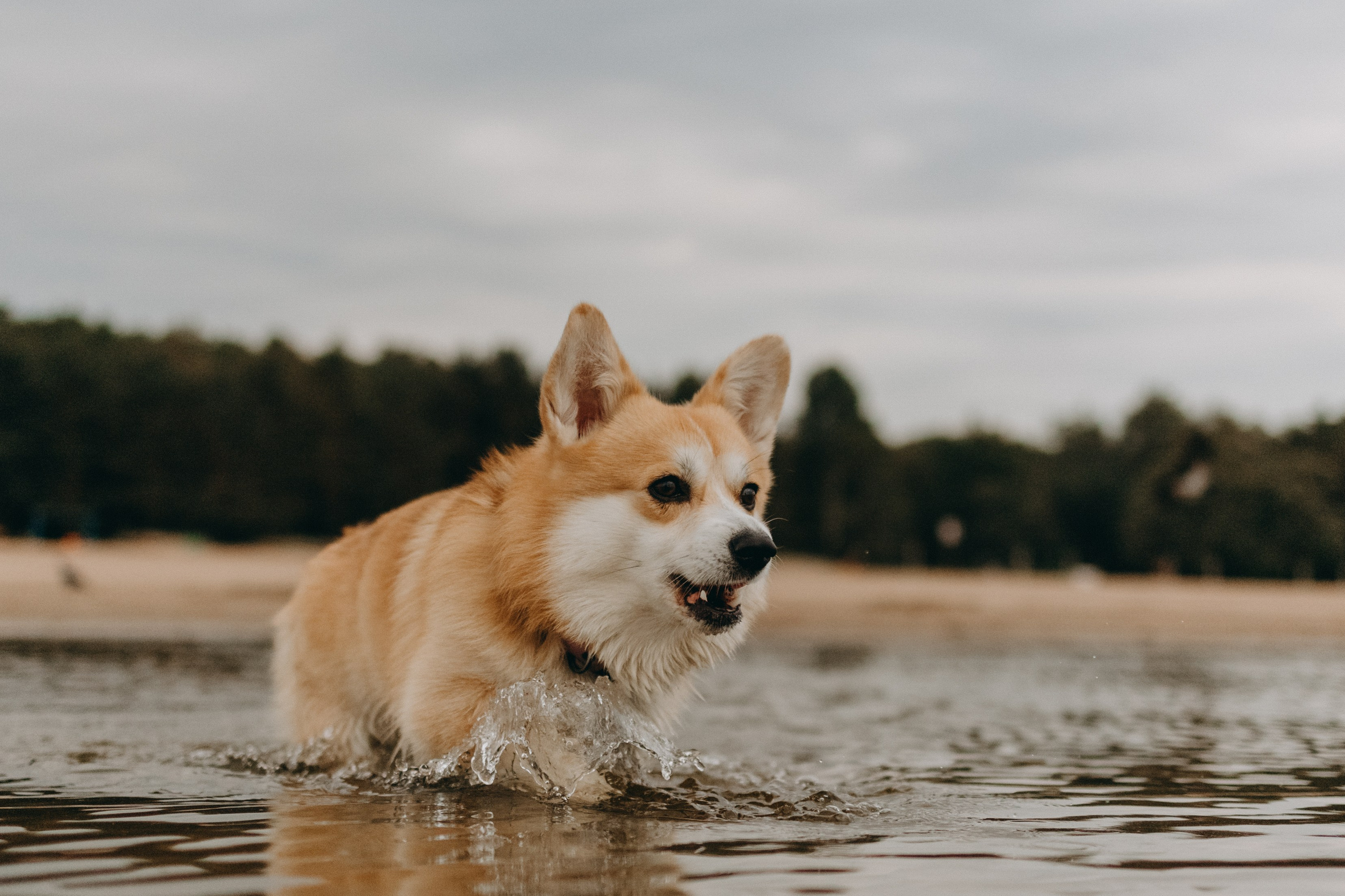 Лиза и Бакс. Фотограф — Анималист | Санкт-Петербург