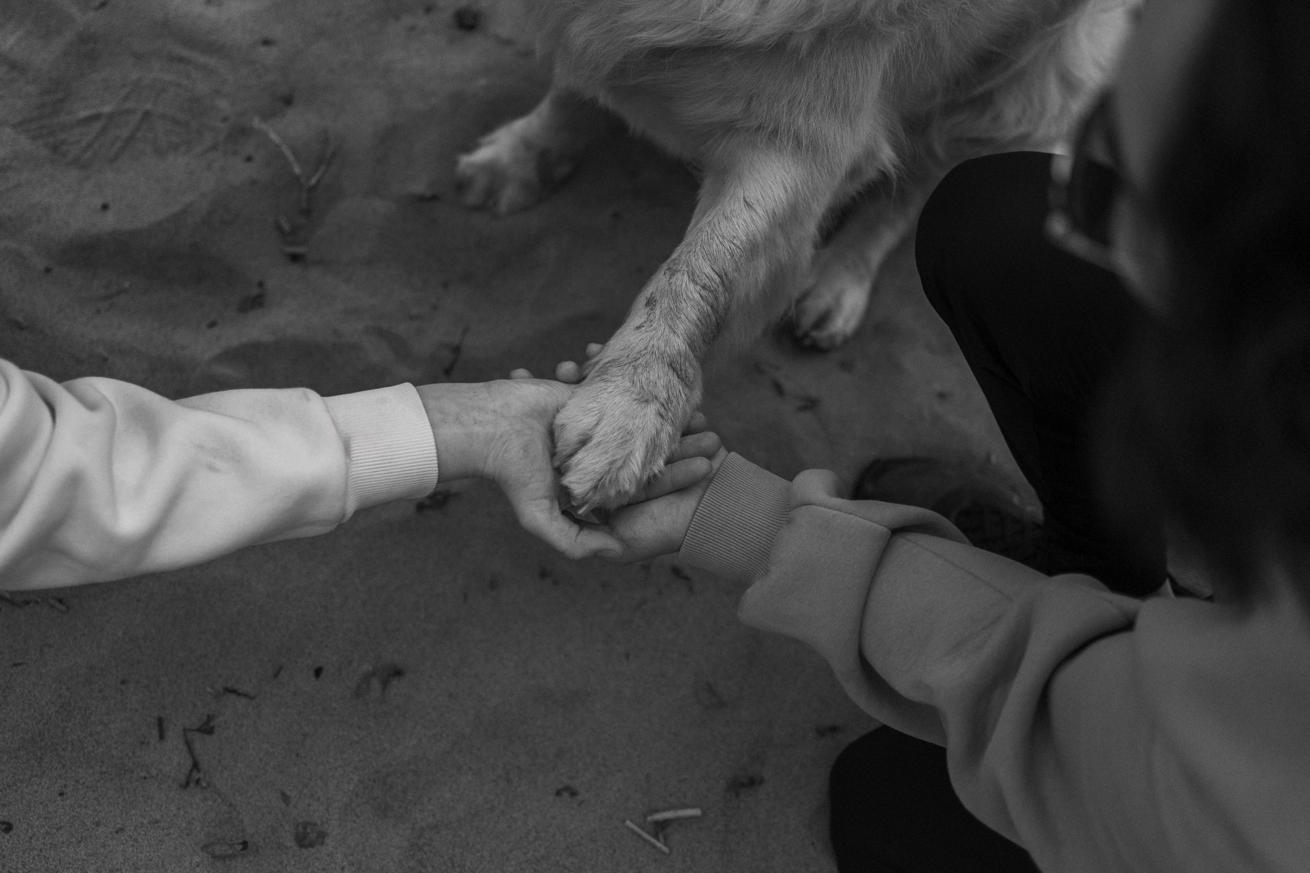 Фоси и его семьи. Фотограф — Анималист | Санкт-Петербург