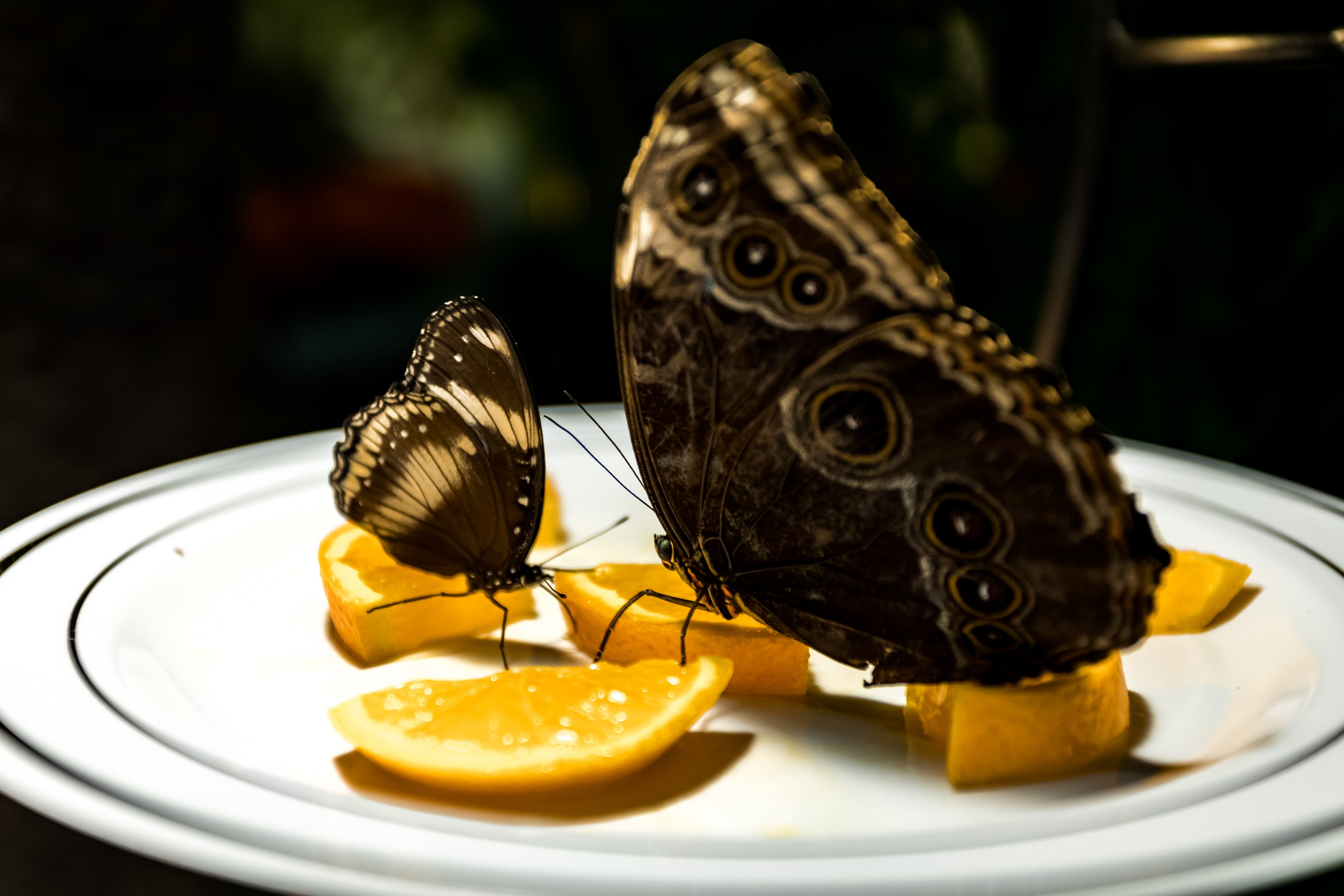 Фотосъемка коммерческих помещений для сайта, карт, соц.сетей. Интерьеры, Контент, Портреты | Фотограф в Москве Дани Терно