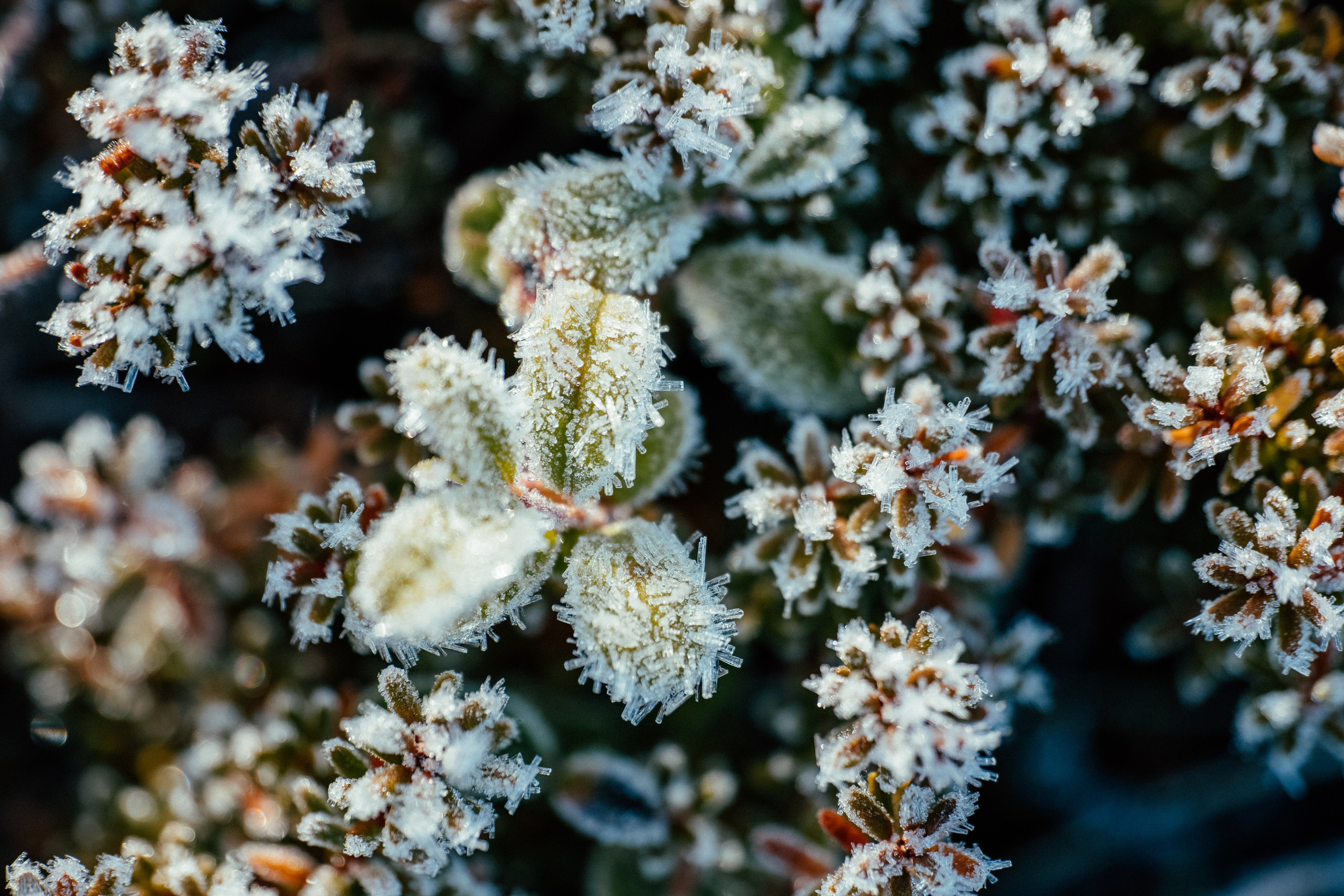 КАРЕЛИЯ / ОСЕНЬ. Создание контента | Фото | Видеосъемка | Александр Ярков