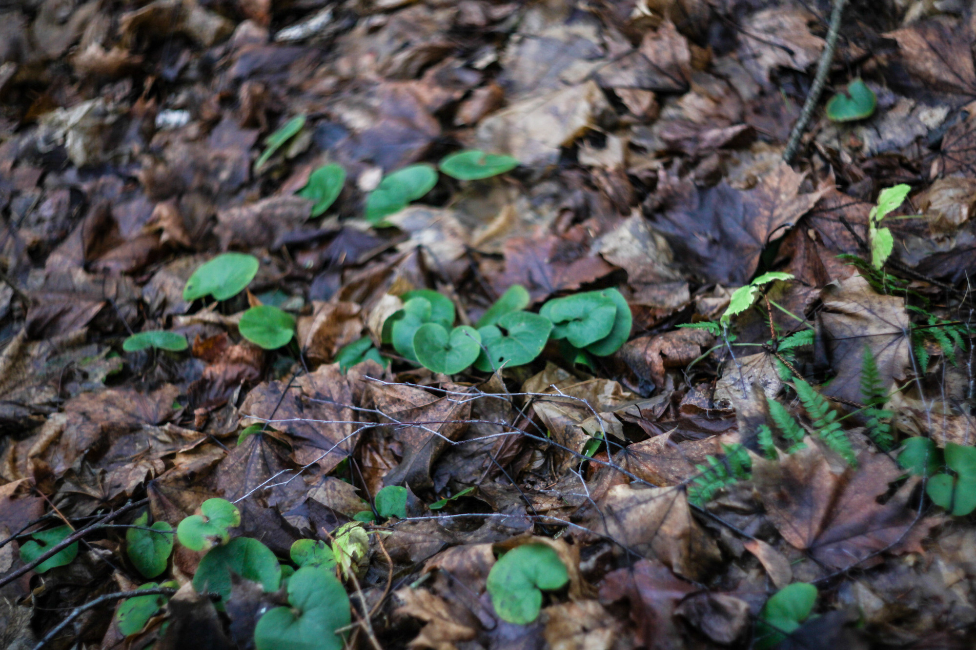 Дунино. Фотограф Москва и область