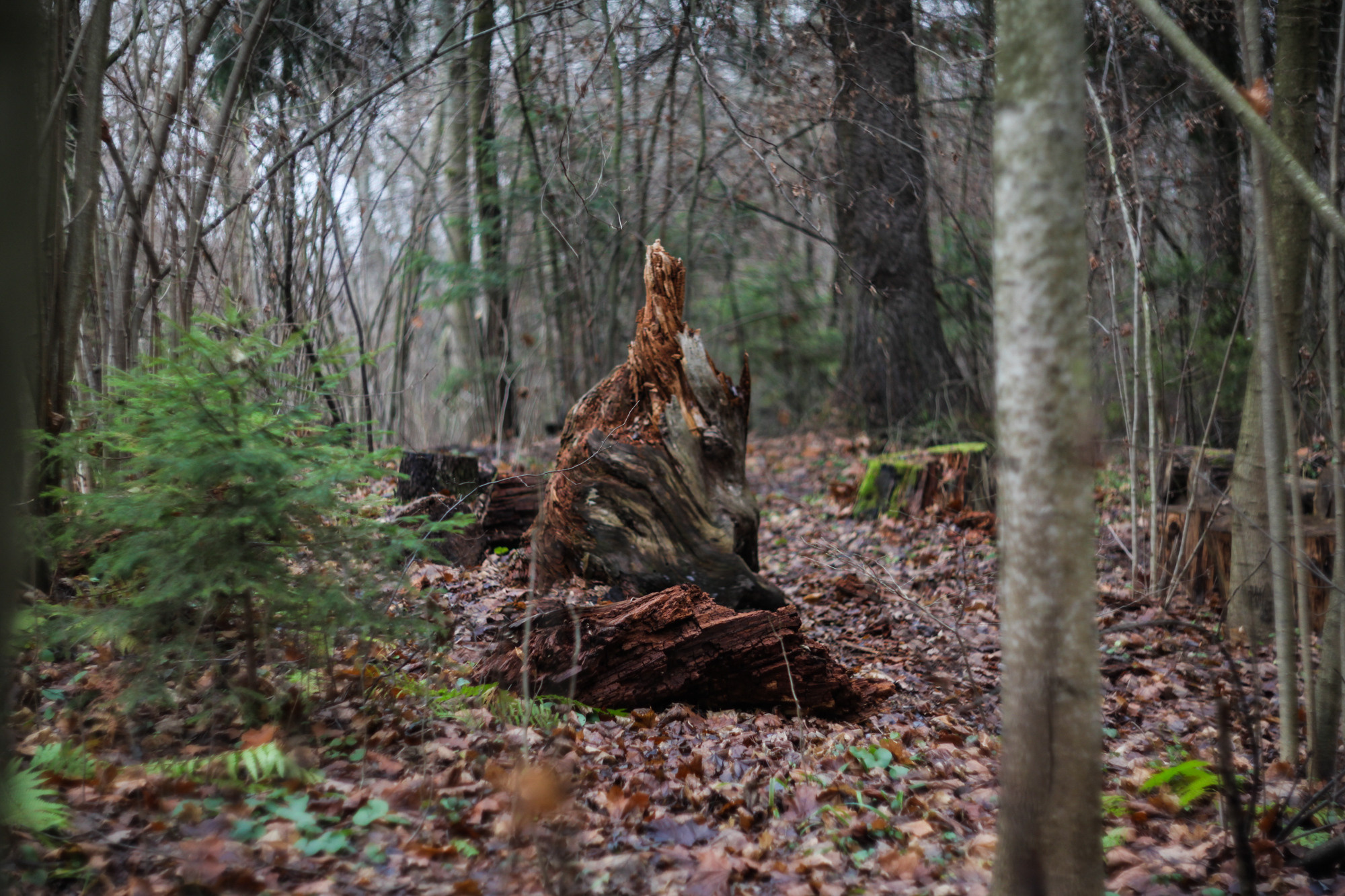Дунино. Фотограф Москва и область
