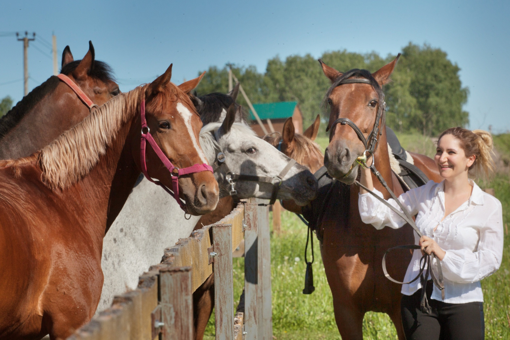 Лошадки и Ася. Фотограф Москва и область