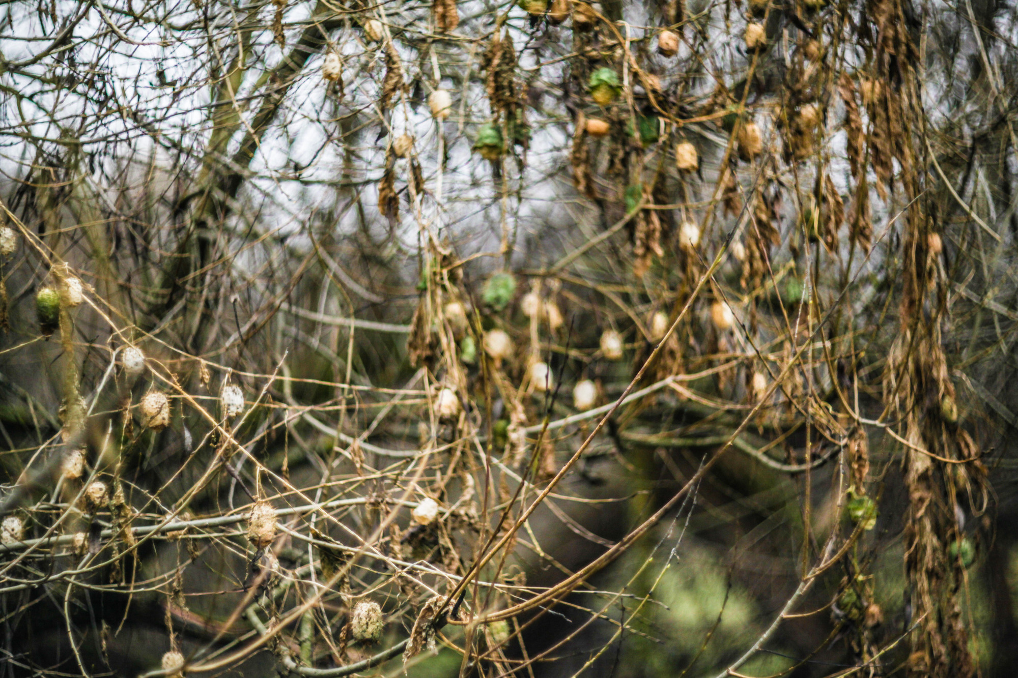 Дунино. Фотограф Москва и область