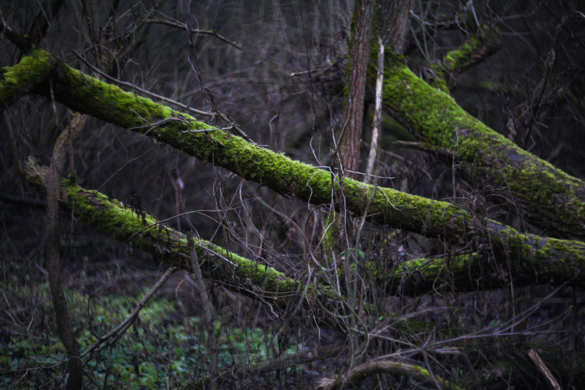 Дунино. Фотограф Москва и область