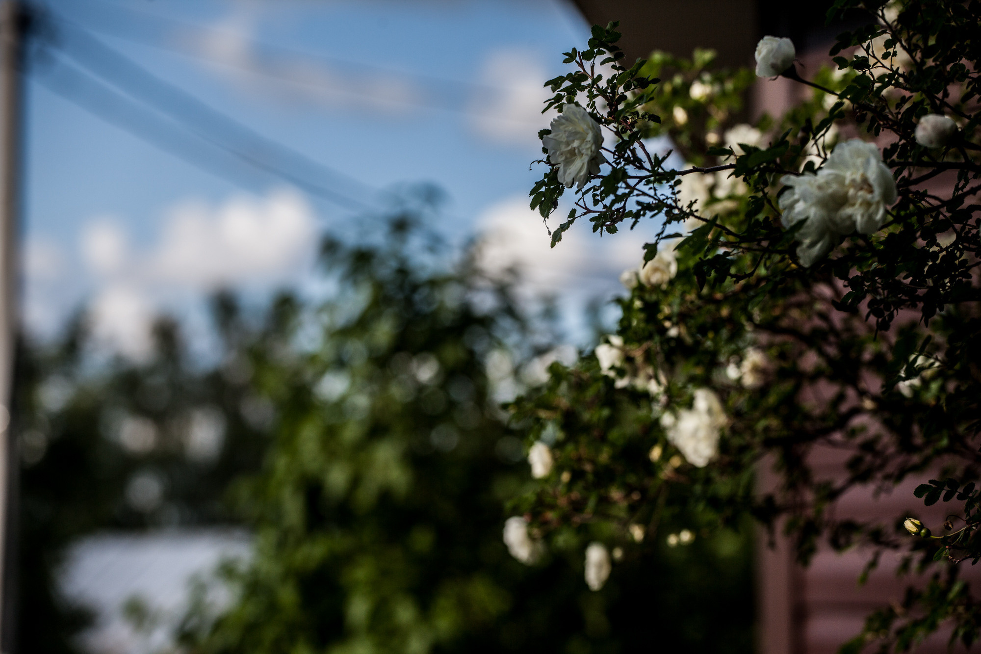 Дунино. Фотограф Москва и область