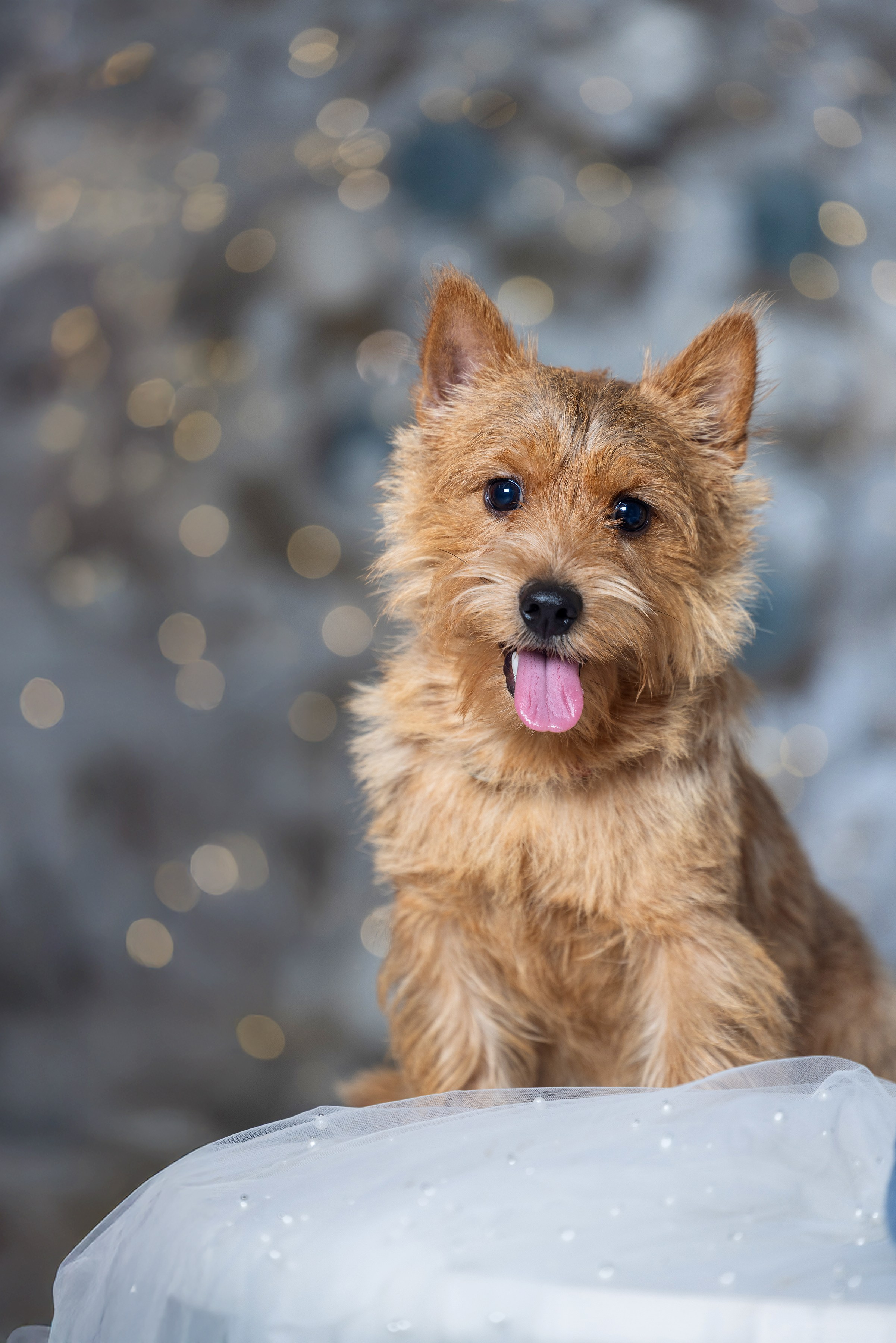 Фотограф Алена Звездина