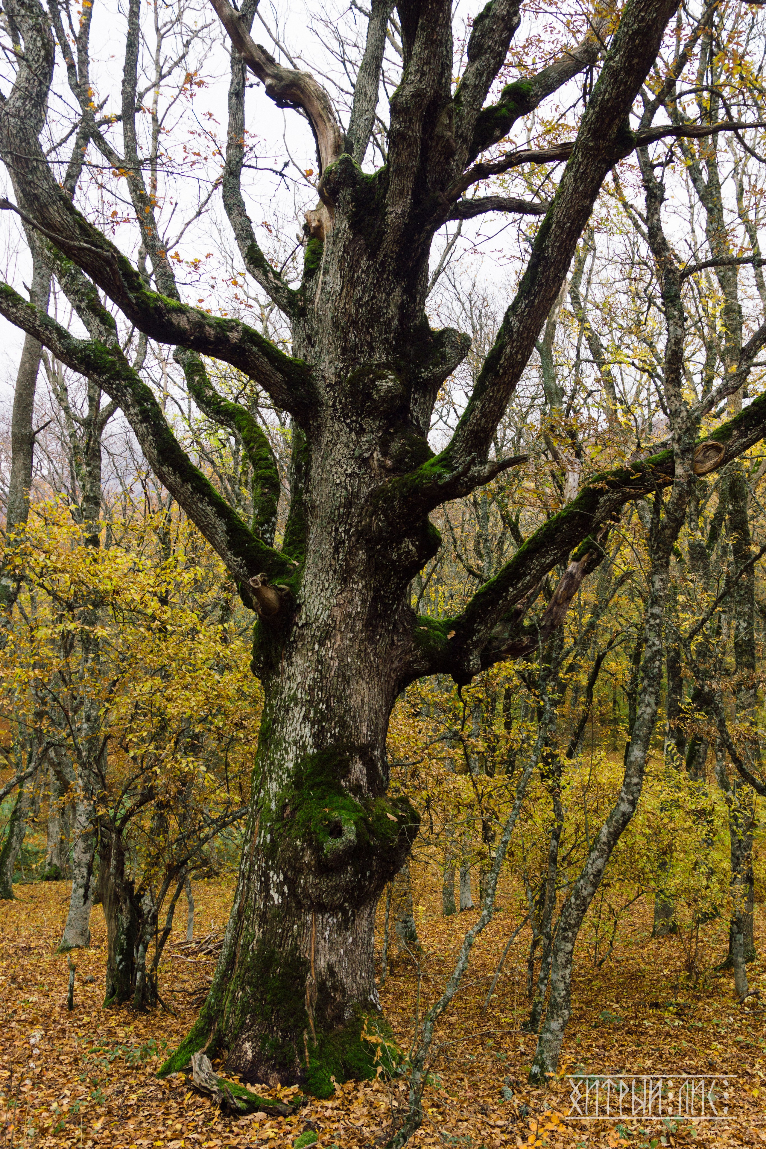 Крым. Фотограф-путешественник Самойлов Максим «Sly Fox»