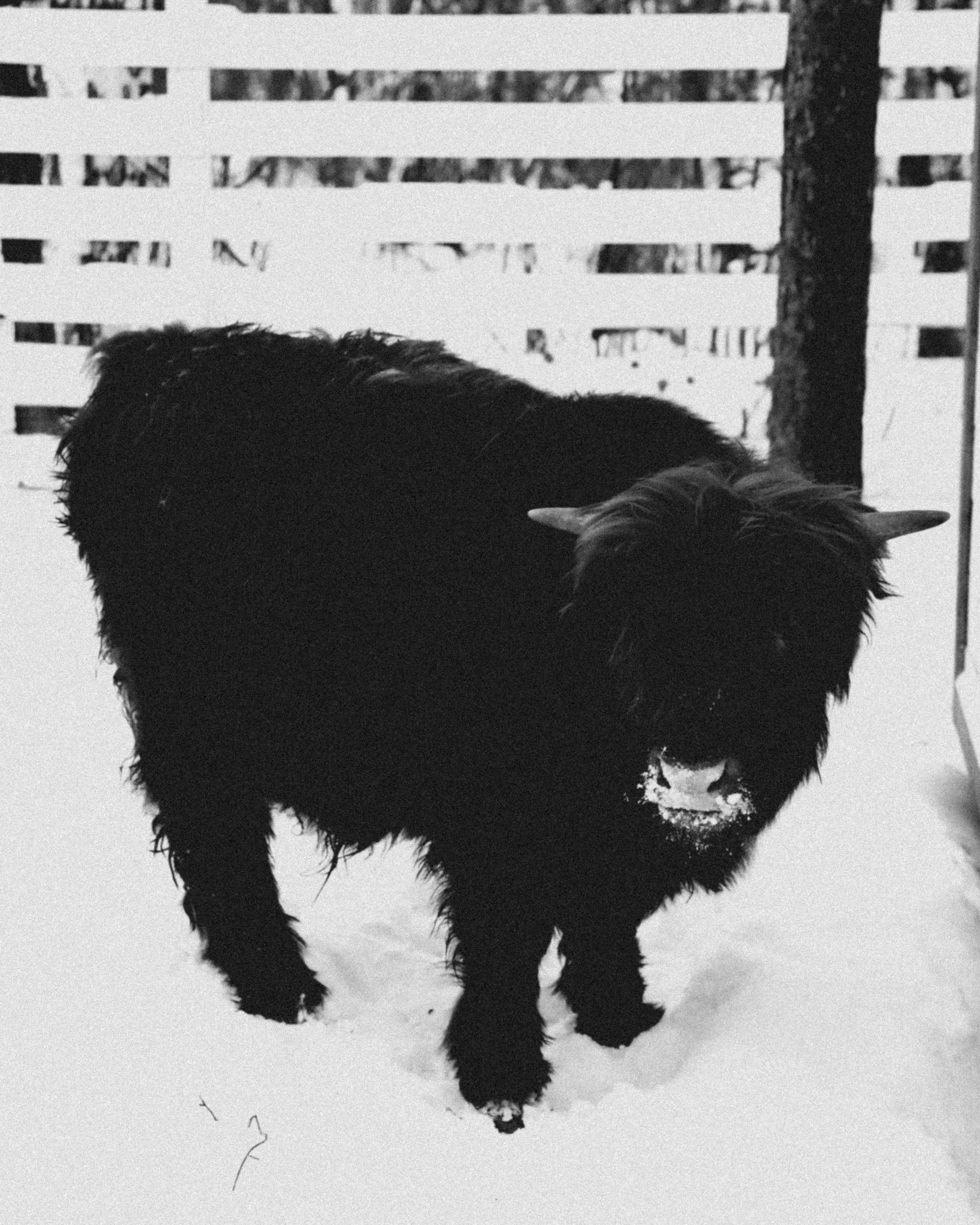 Alpaca park. Фотограф/дизайнер в Екатеринбурге Хитрый Дмитрий