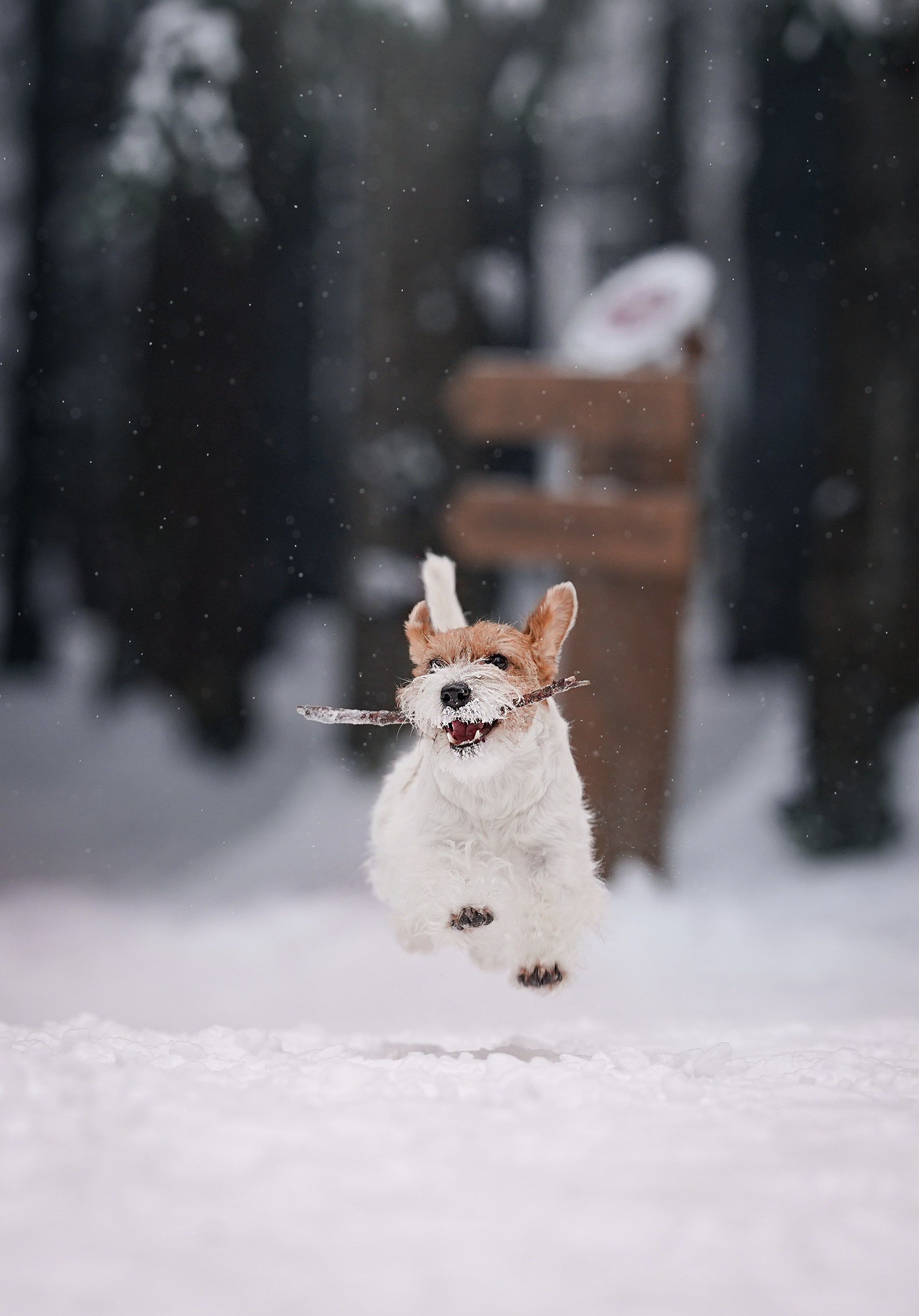 Люба и Тося. Фотограф-анималист в Санкт-Петербурге Яна Мартынова