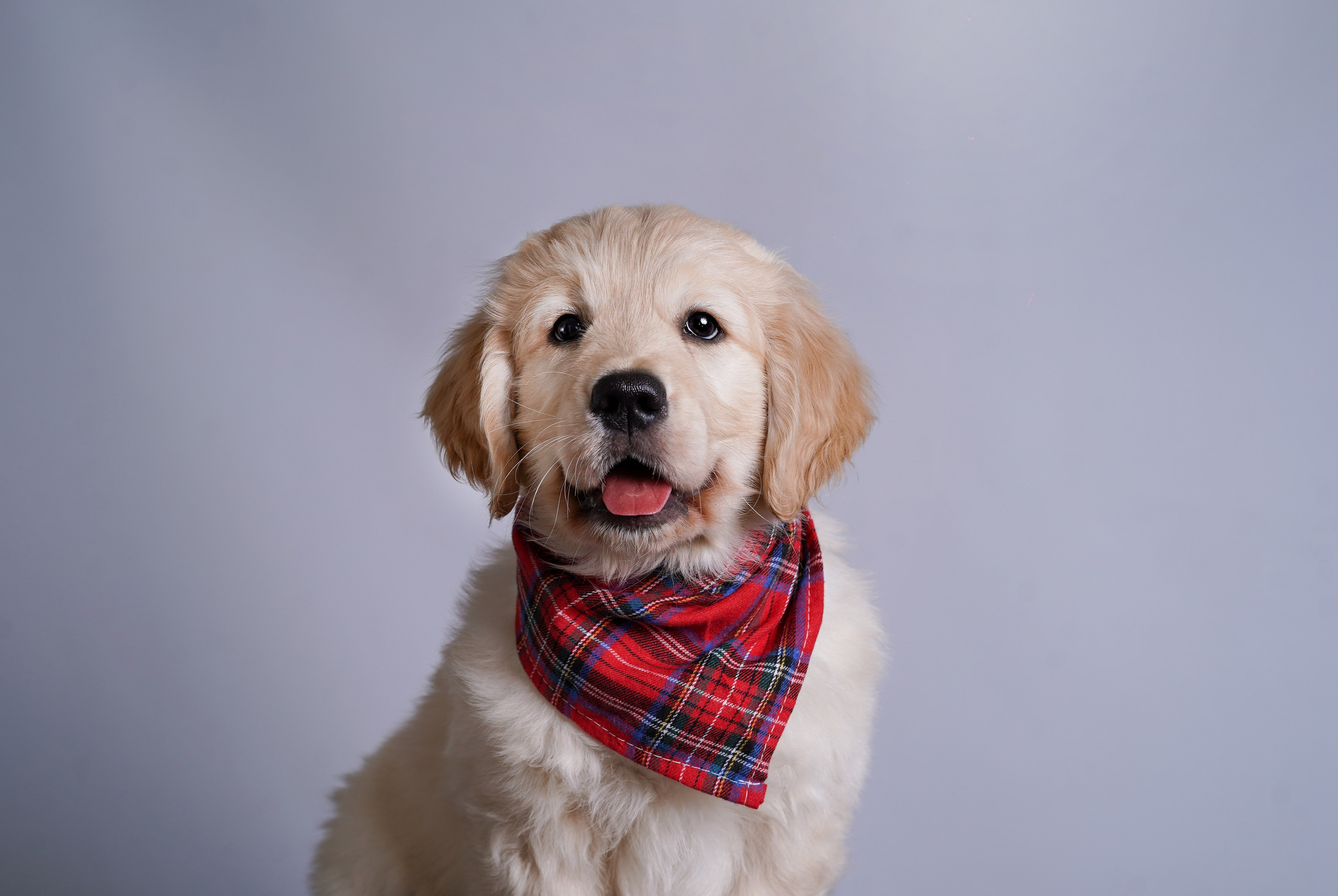 Щенок голдена. Фотограф-анималист в Санкт-Петербурге Яна Мартынова