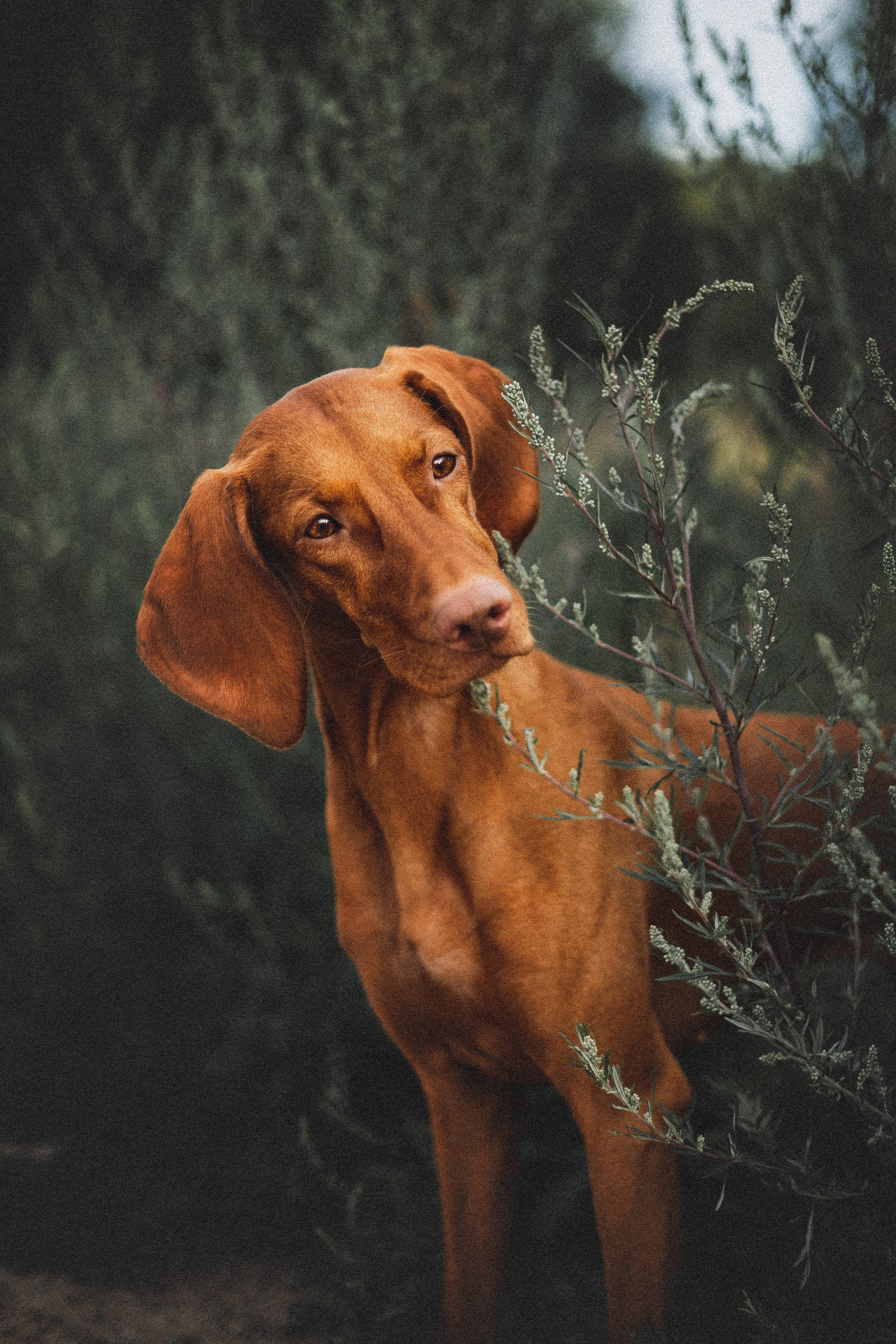 Фотопрогулки. Фотограф для людей и их питомцев Вика Шальнева