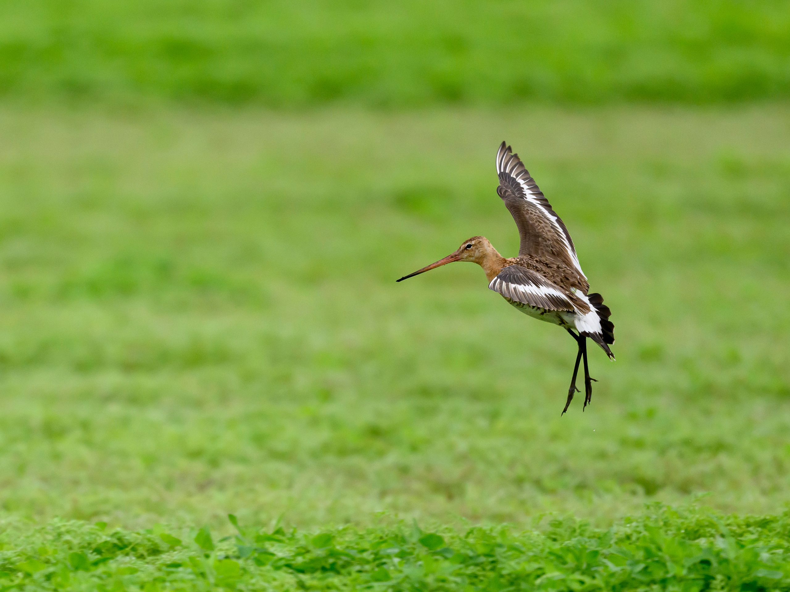 Веретенник. Фотограф Сергей Пупонин
