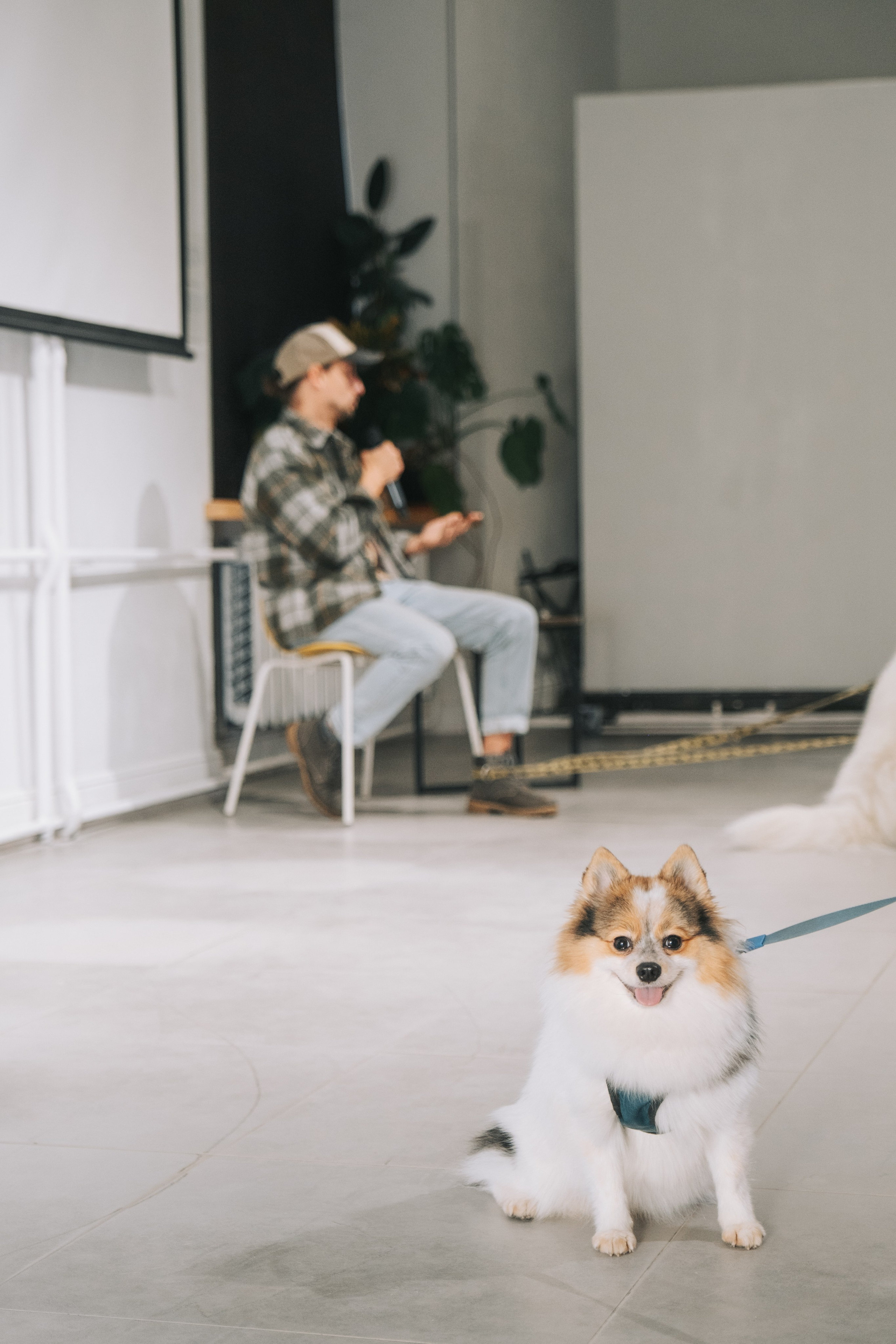 ПЕТ-БРАНЧ («РЕЛЬСЫ» Х «4 ЛАПЫ»). Главная