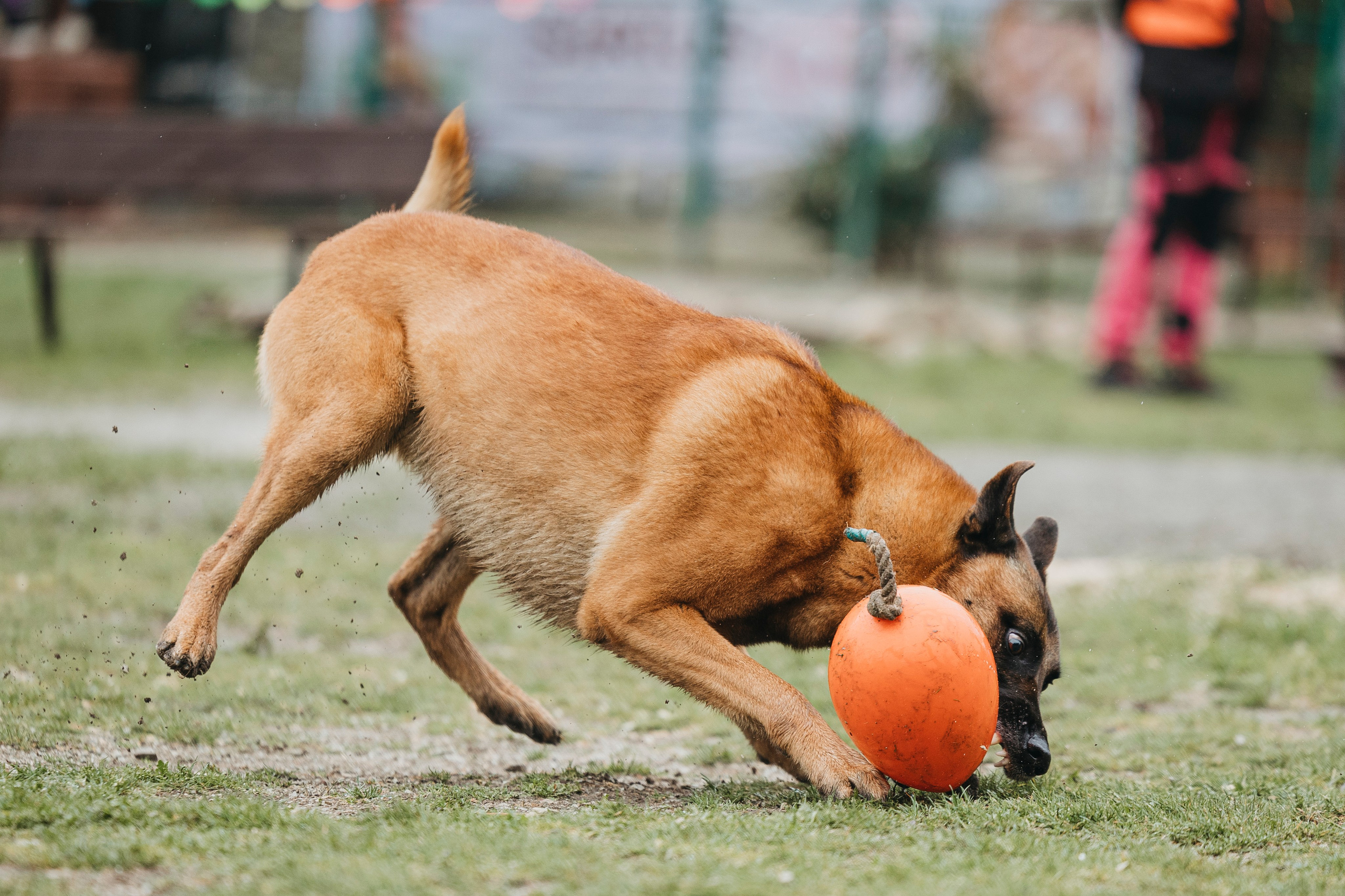 Геленджик Мондьоринг. Фотограф-анималист Анна Маринич
