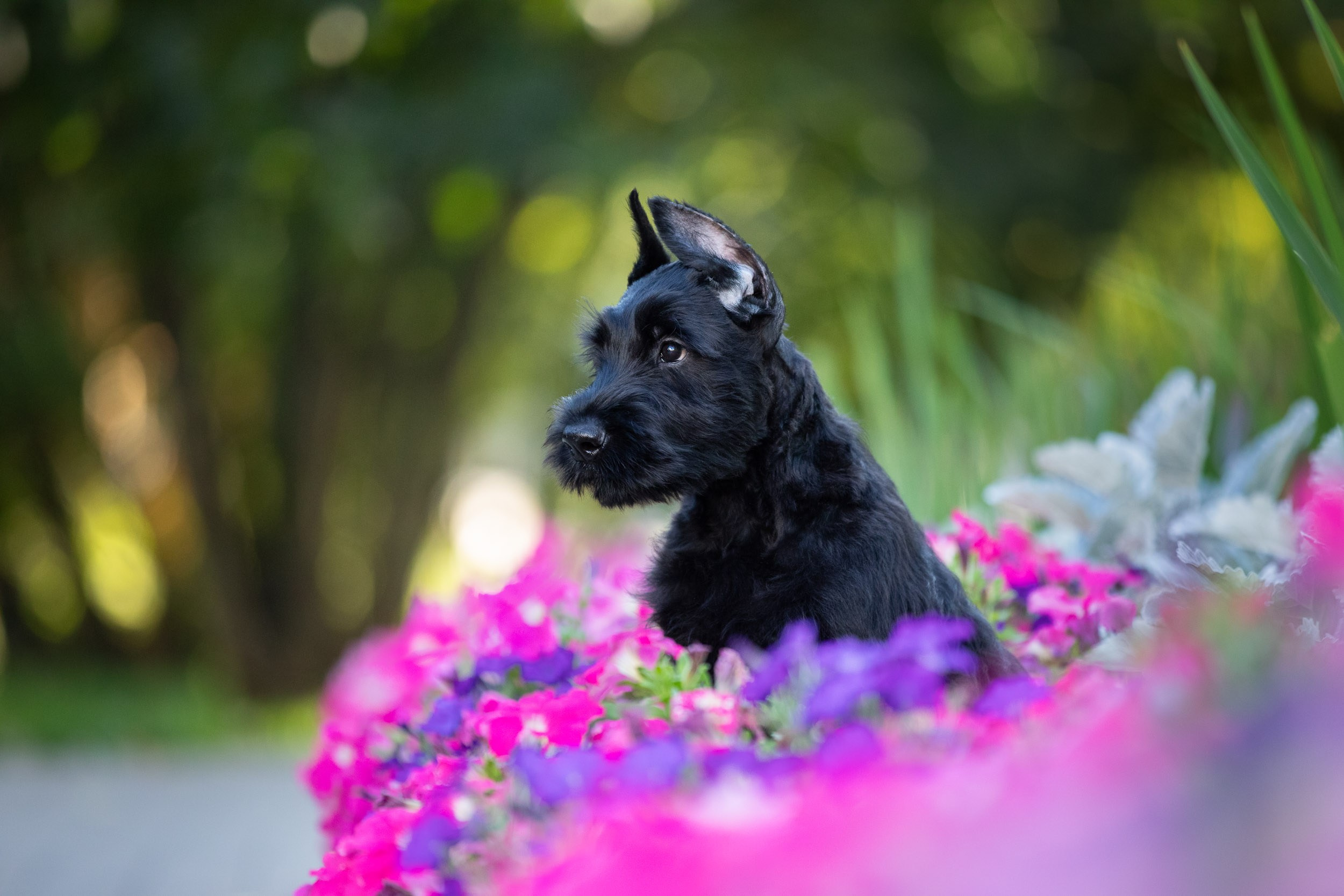 Фотограф-анималист в Москве и Московской области Татьяна Фролова