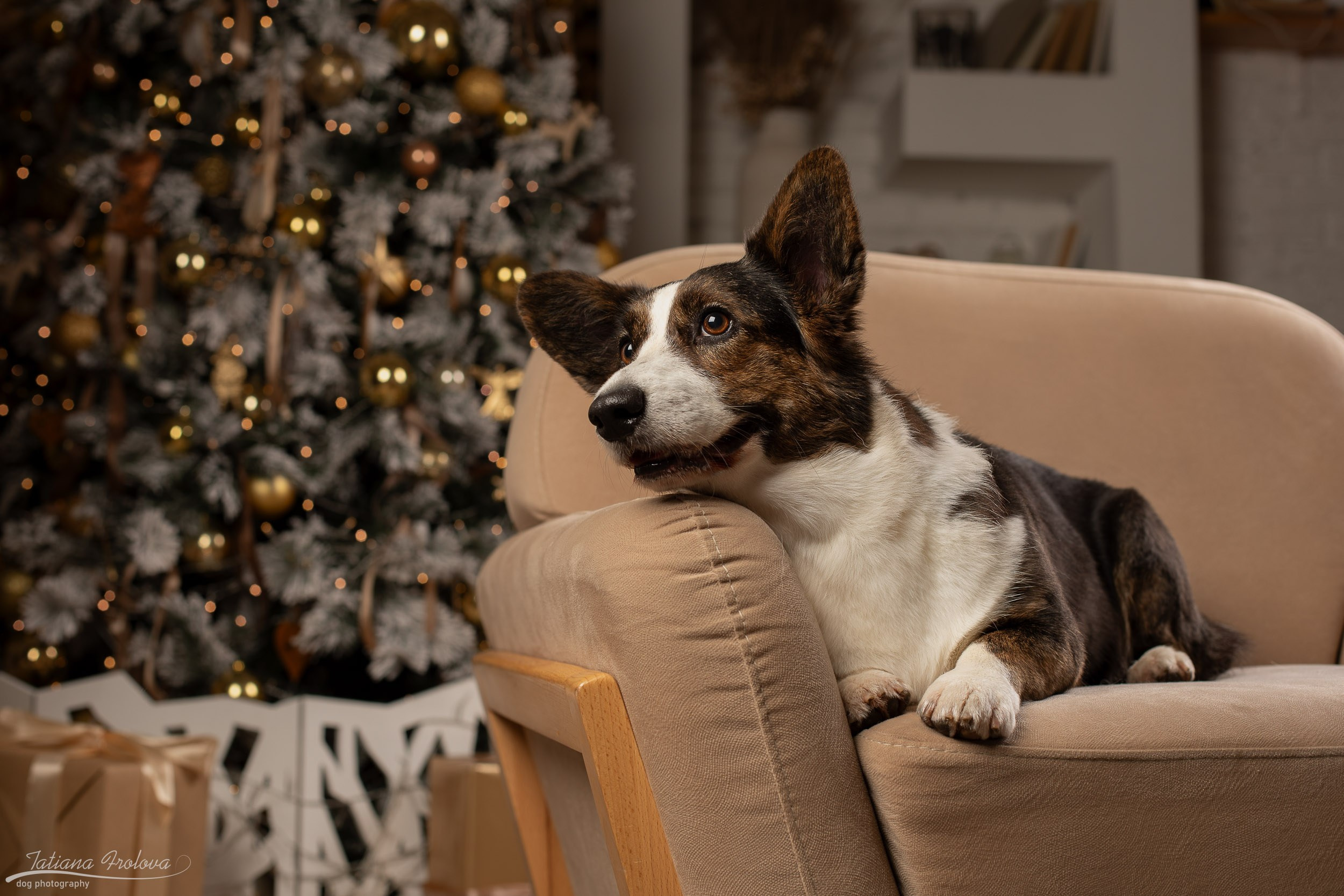 Фотосессия с собаками на новогоднюю тему в студии. Фотограф-анималист в Москве и Московской области Татьяна Фролова