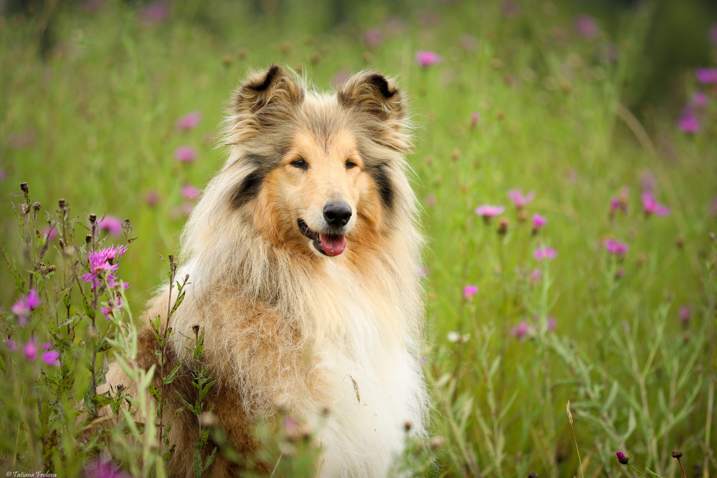 Фотопрогулка для нескольких собак загородом. Фотограф-анималист в Москве и Московской области Татьяна Фролова