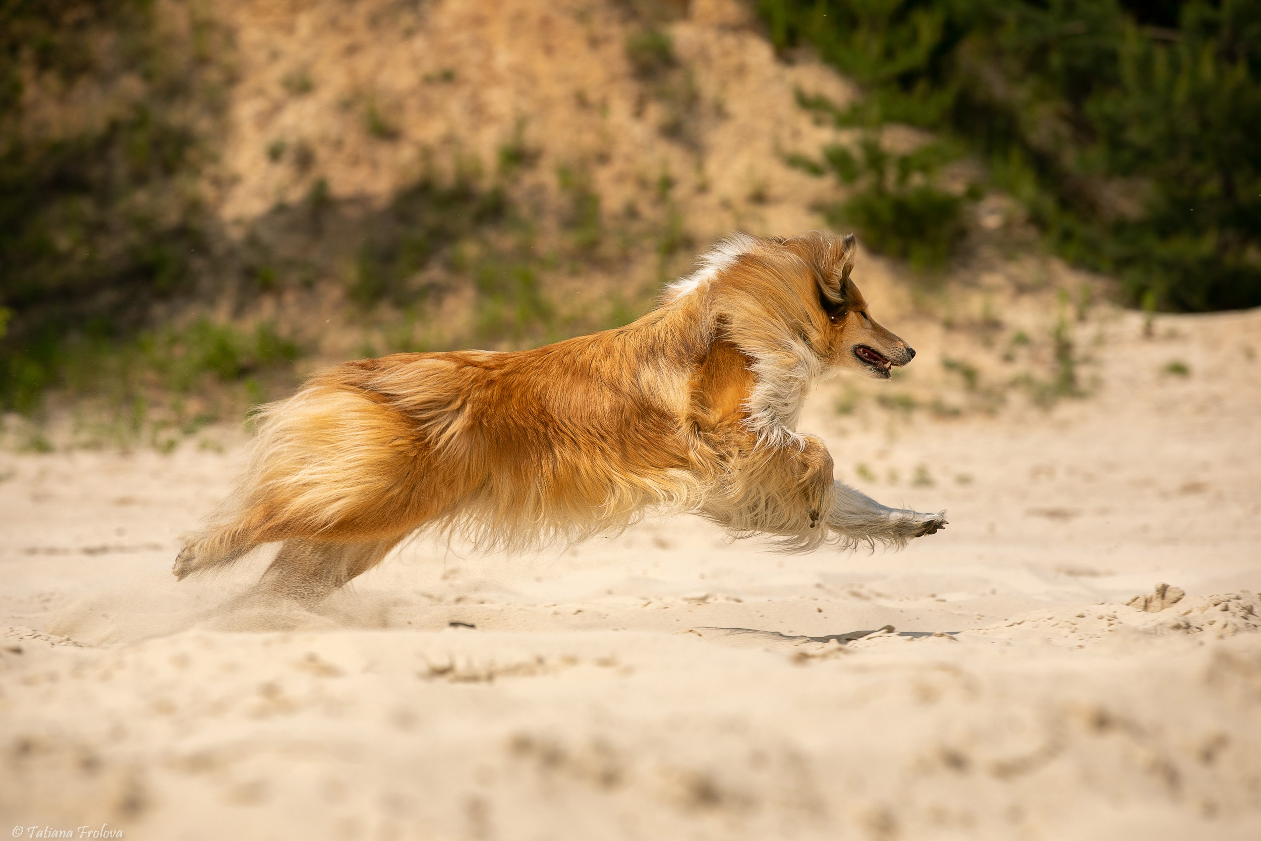 Анималистическая фотосъемка на озере в Лыткарино Московской области. Фотограф-анималист в Москве и Московской области Татьяна Фролова