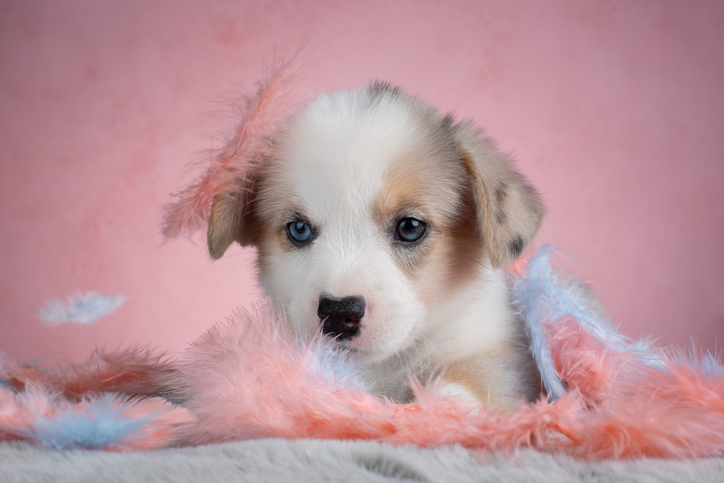 Съемка щенков на розовом фоне. Фотограф-анималист в Москве и Московской области Татьяна Фролова