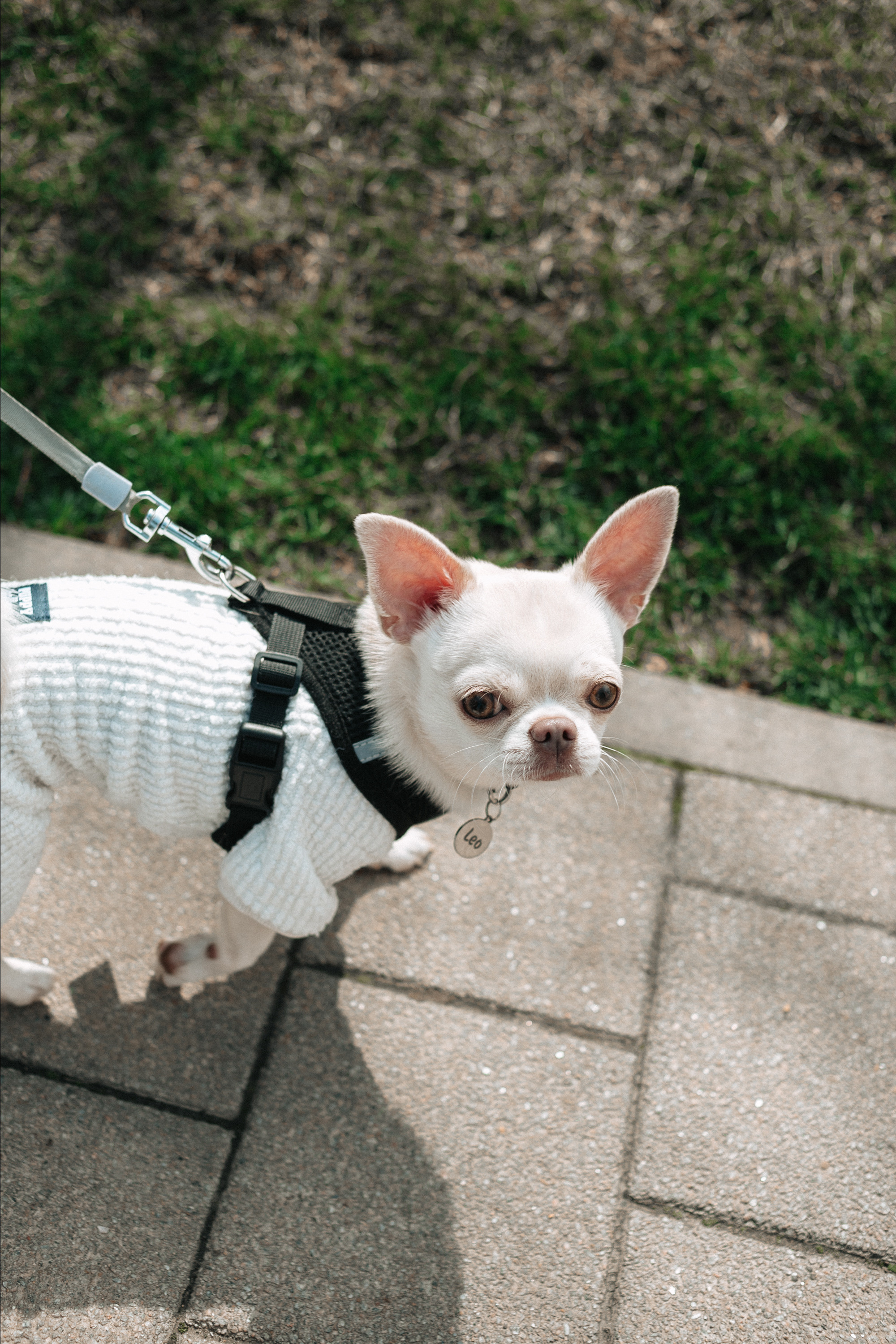 Прогулка Ксюши, Марата и Лео. Фотограф Настя Галингер Краснодар