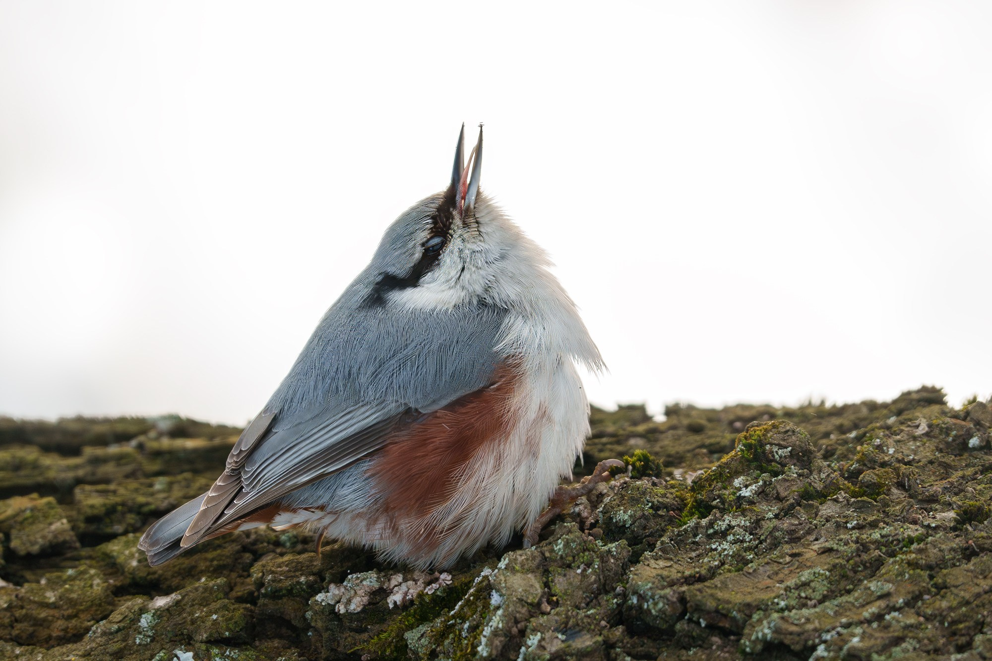 Удивительные мир птиц. Вокруг нас столько прекрасного — присмотритесь!. Ваш личный фотограф Марина Волкова