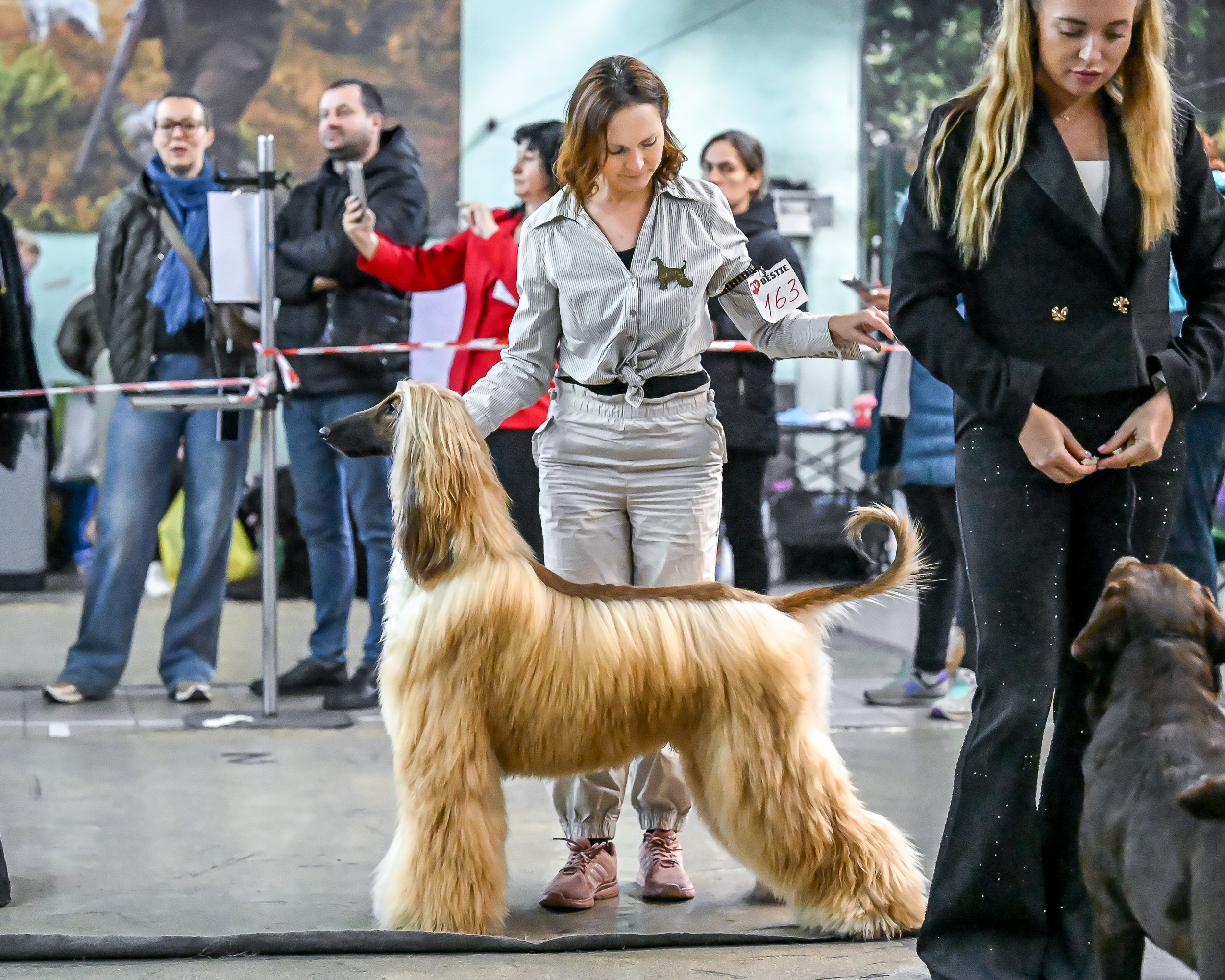07.11.2025 Клуб Хобби. Галерея фотографий афганской борзой