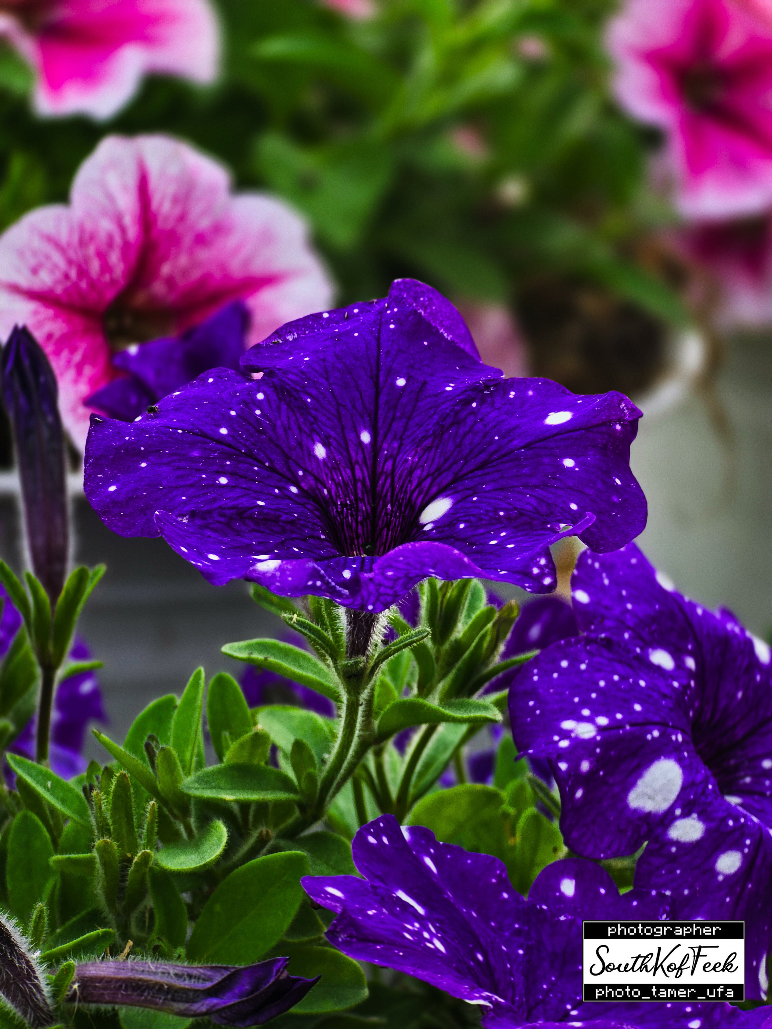 Цветы?. Photo Tamer Ufa