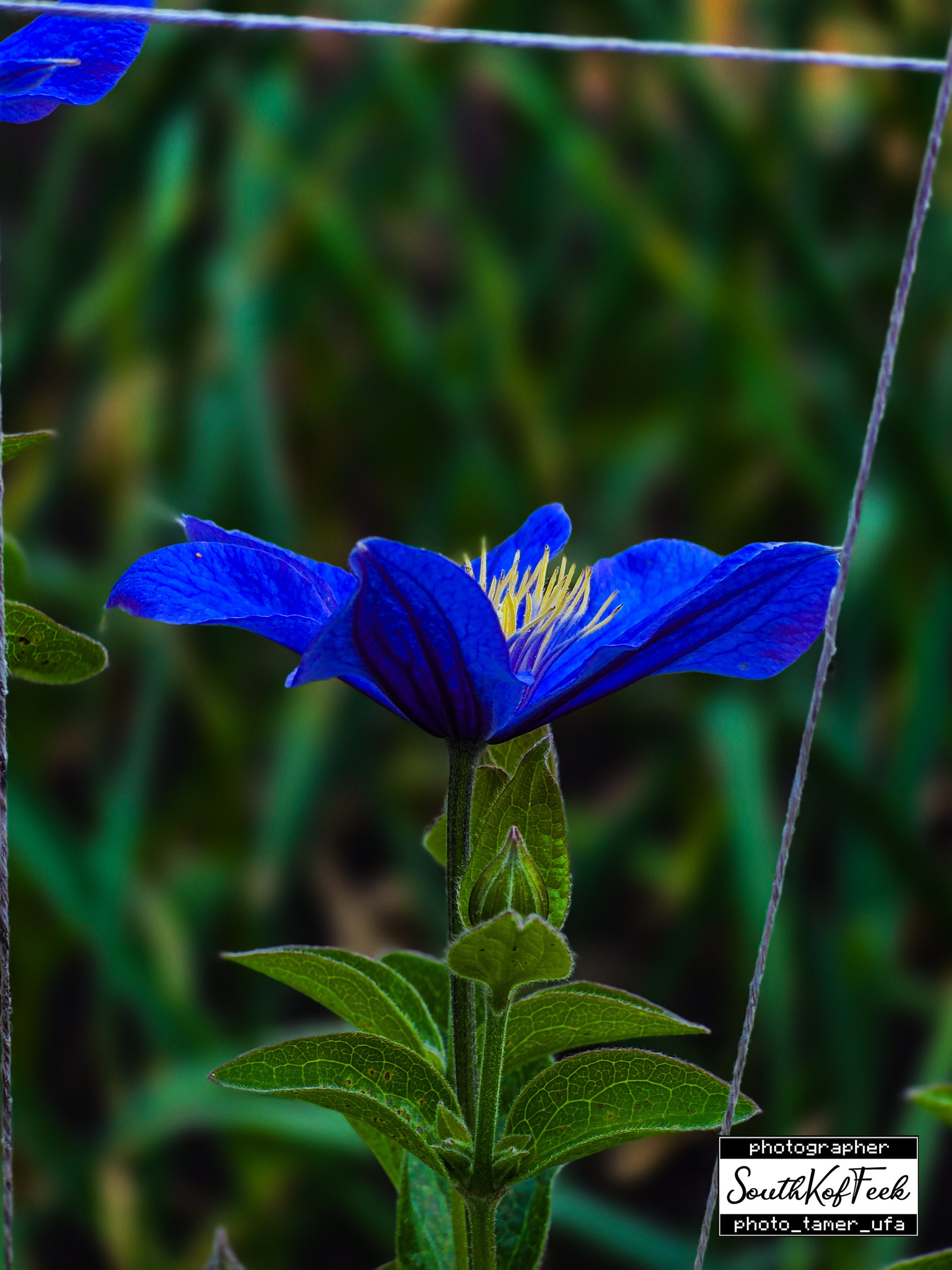 Цветы?. Photo Tamer Ufa