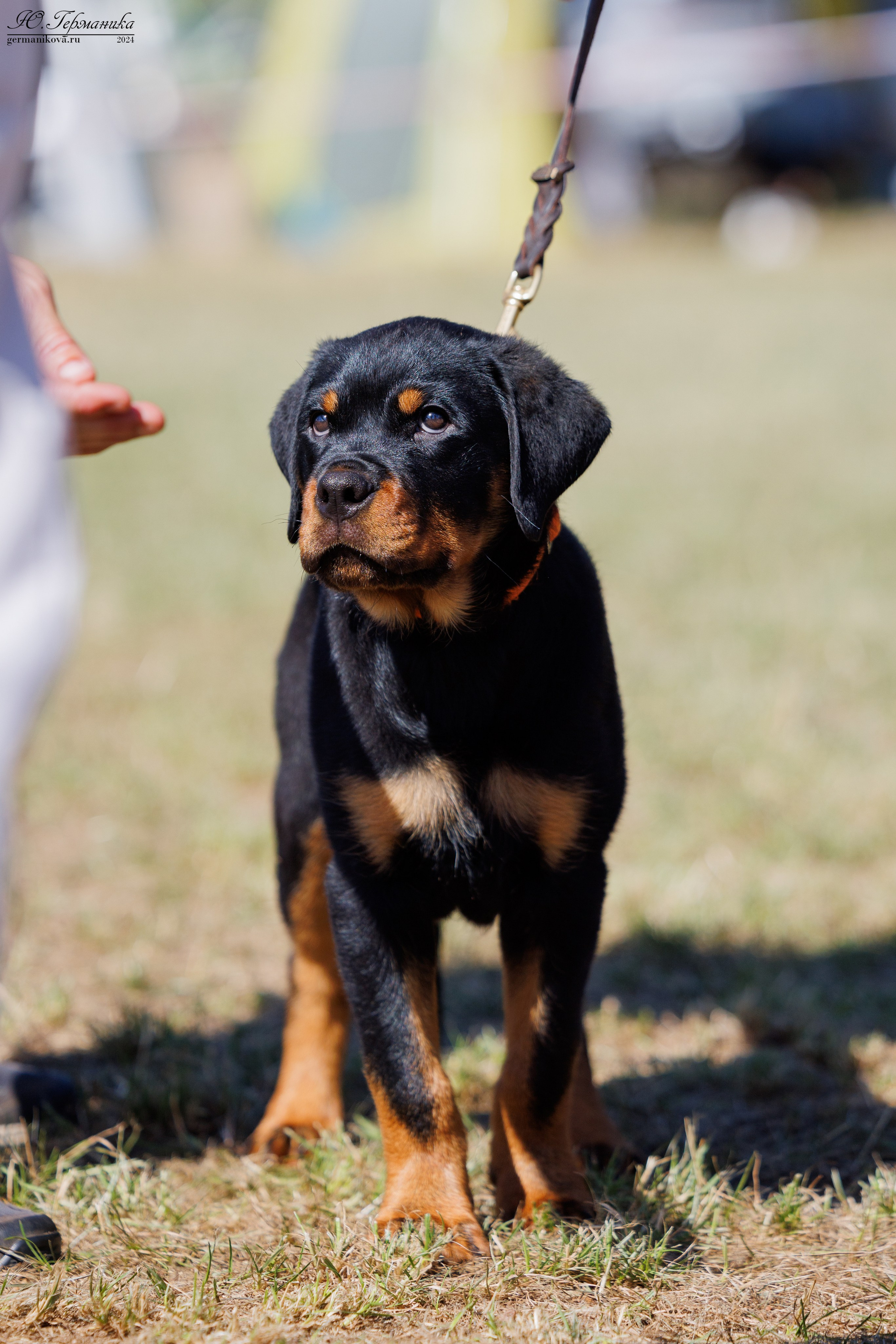 ПК и КЧК ротвейлеры Тверь 6-7.07.2024. Фотограф-анималист Юлия Германика