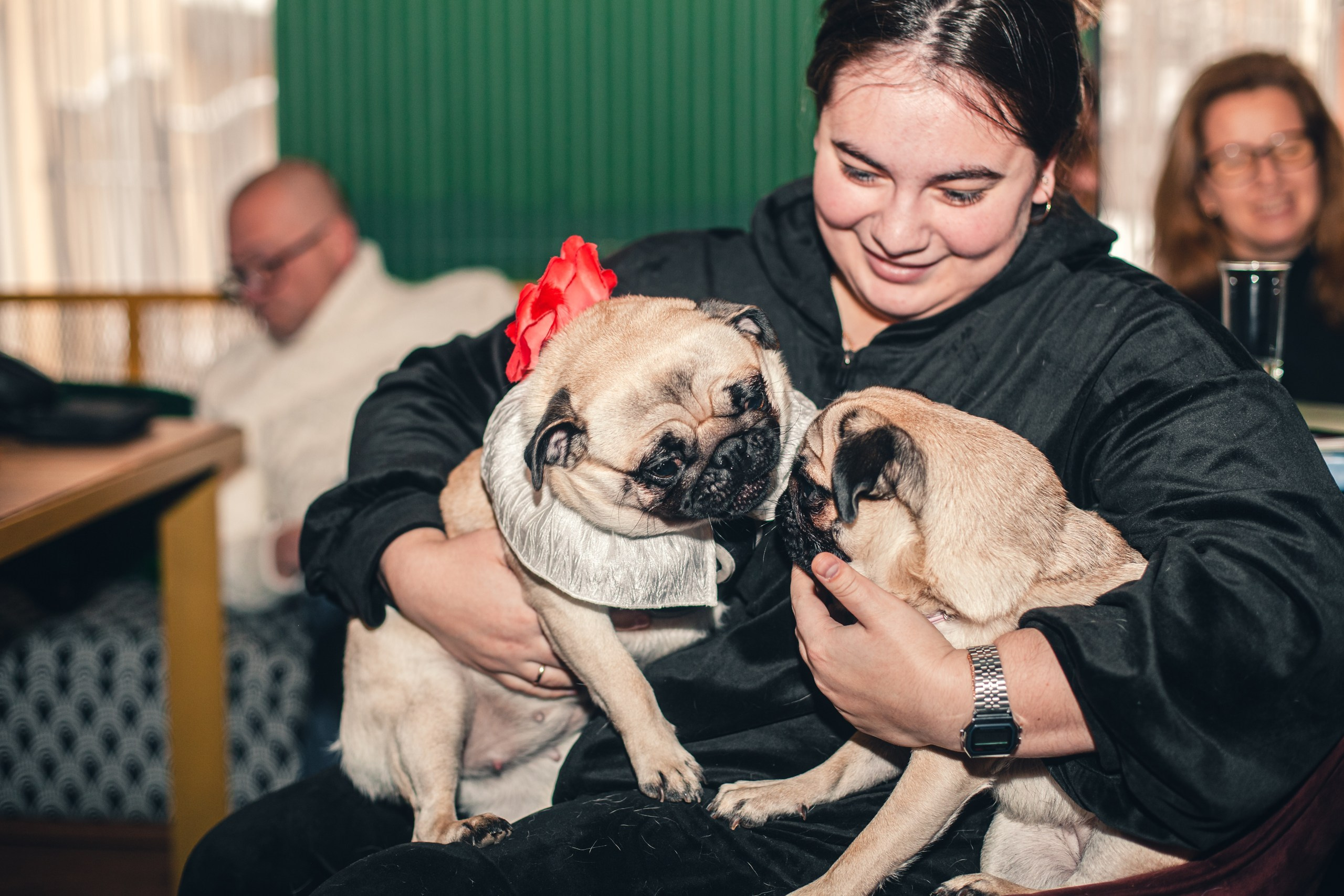 Мопсовстреча 02.12.2023. Фотограф-анималист Татьяна Степанова