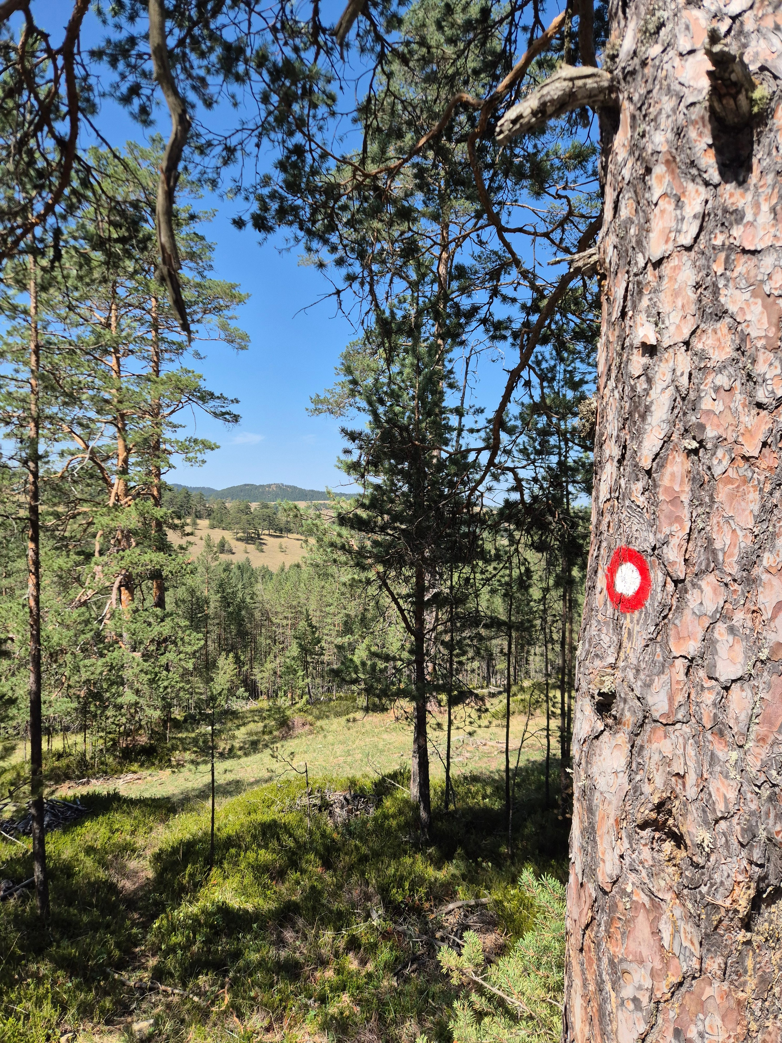 Как горнолыжный курорт Златибор еще в начале пути - слишком мало трасс. Но есть самый длинный гондольный подъемник. Поднялись на вершину и часть спуска прошли пешком по пешеходному маршруту